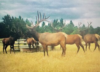 Newton Grove | Yellowstone County, Montana