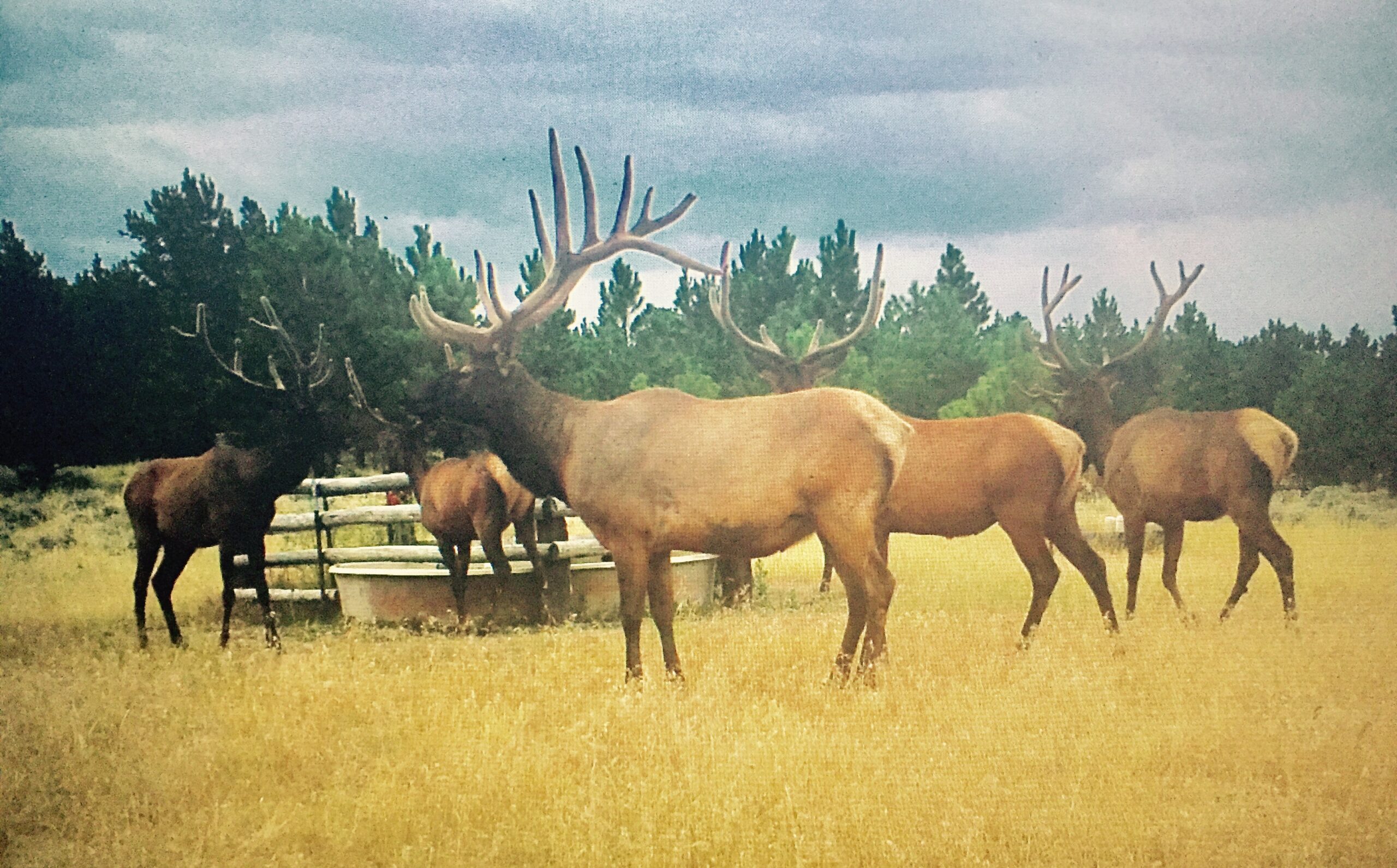 Newton Grove | Yellowstone County, Montana