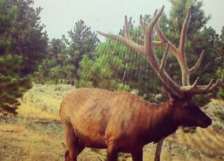 Newton Grove | Yellowstone County, Montana