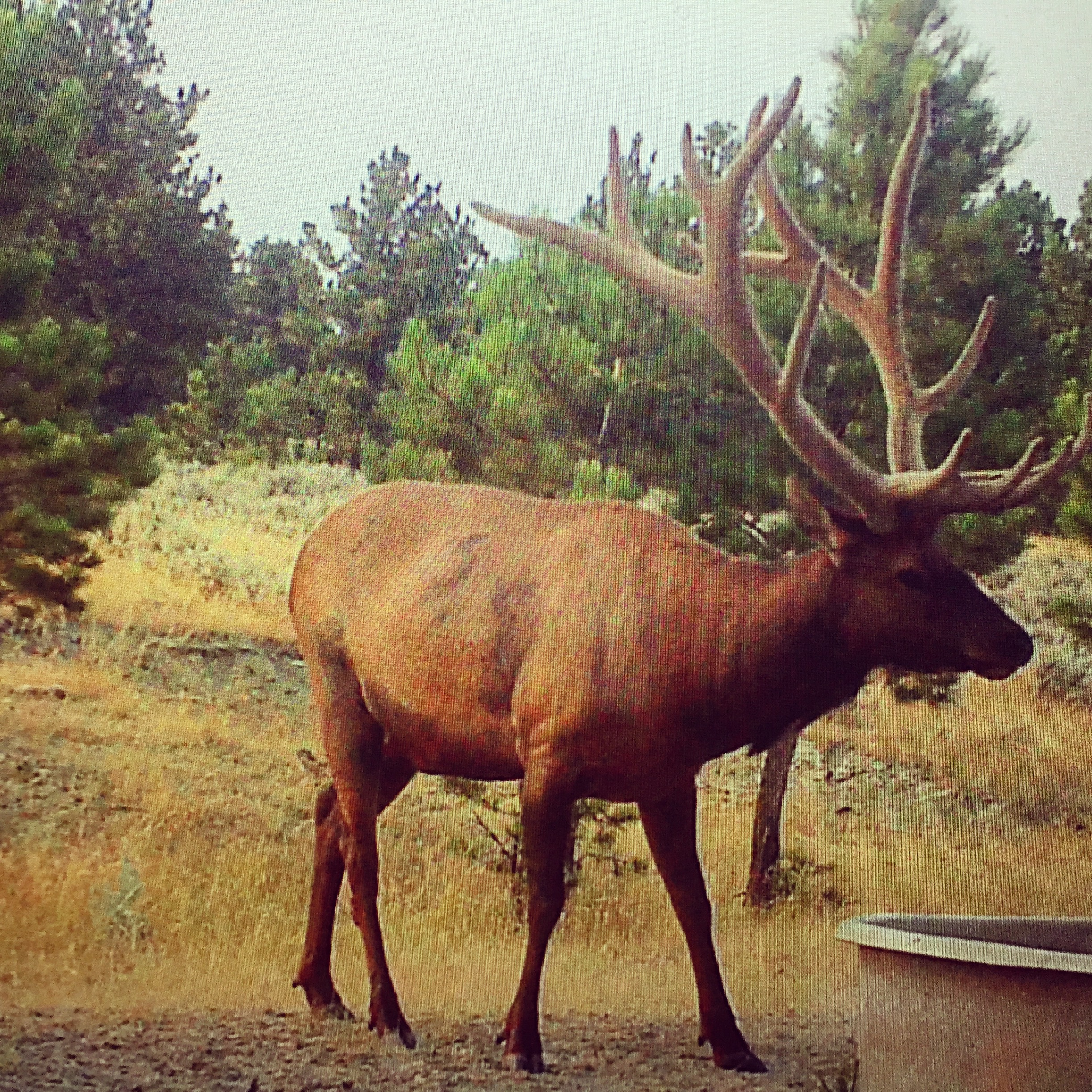 Newton Grove | Yellowstone County, Montana