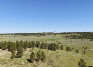 Newton Grove | Yellowstone County, Montana