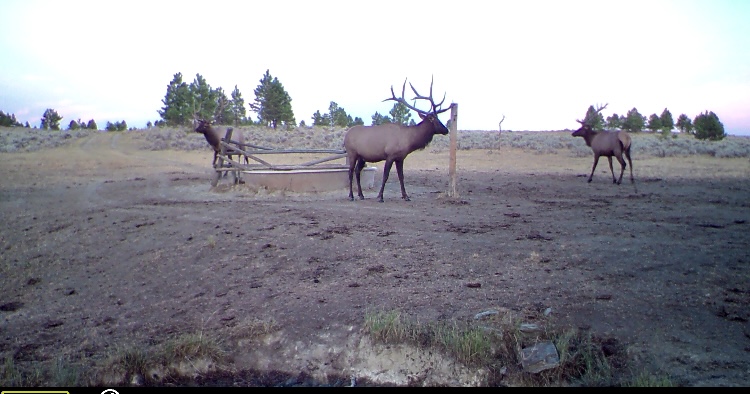 Newton Grove | Yellowstone County, Montana