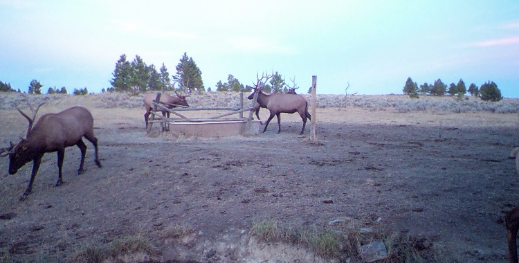 Newton Grove | Yellowstone County, Montana