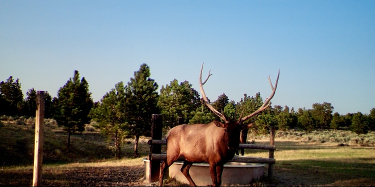 Newton Grove | Yellowstone County, Montana