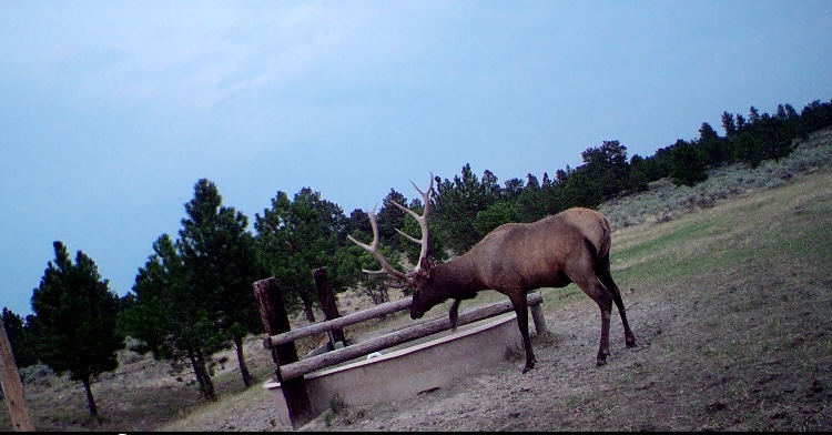 Newton Grove | Yellowstone County, Montana