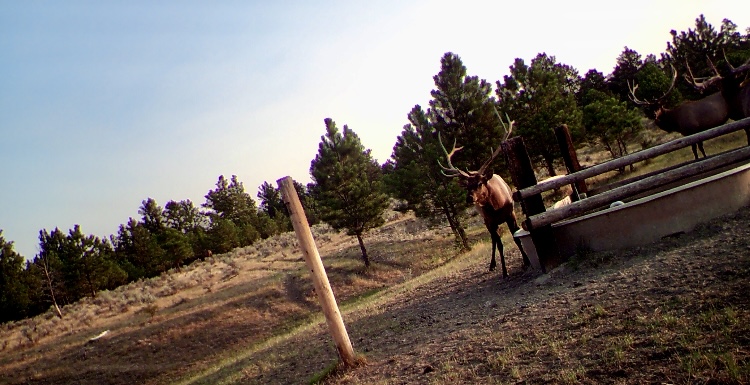 Newton Grove | Yellowstone County, Montana