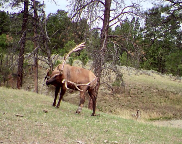 Newton Grove | Yellowstone County, Montana
