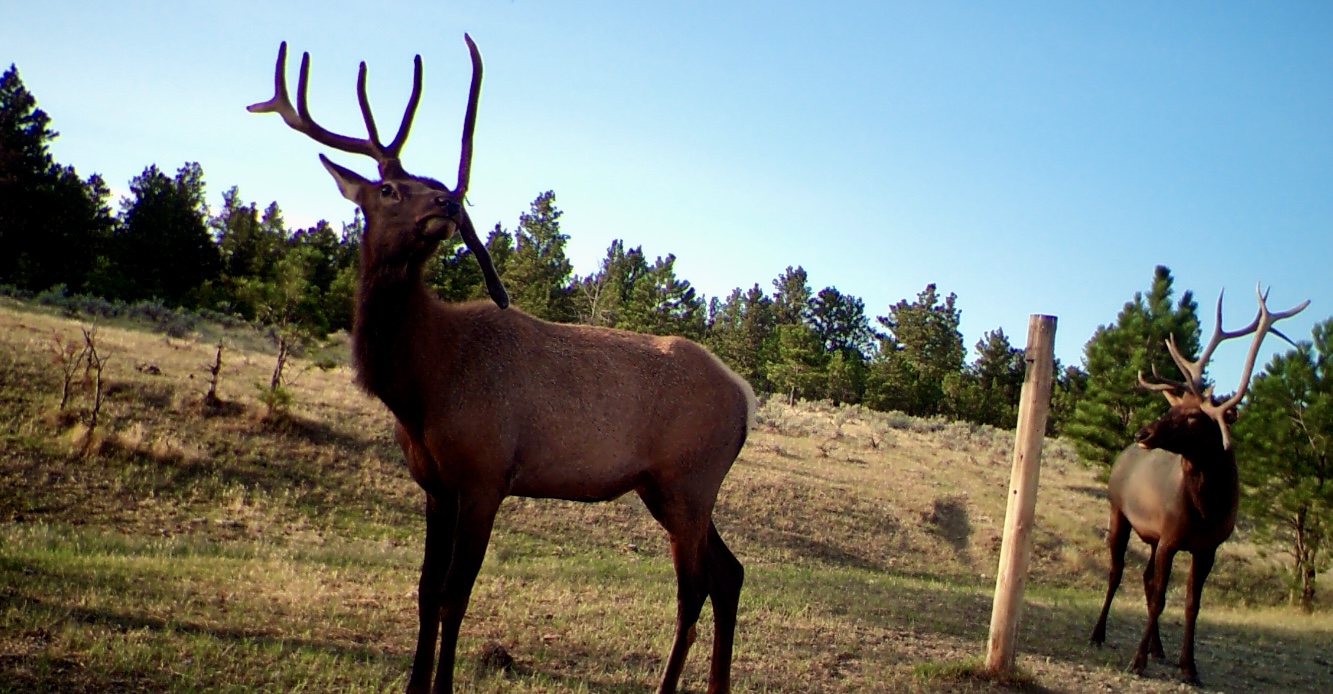 Newton Grove | Yellowstone County, Montana