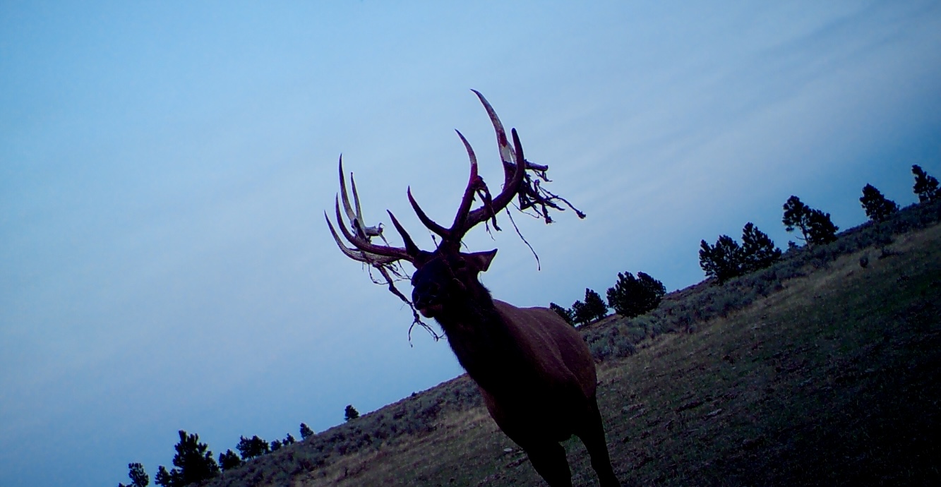 Newton Grove | Yellowstone County, Montana