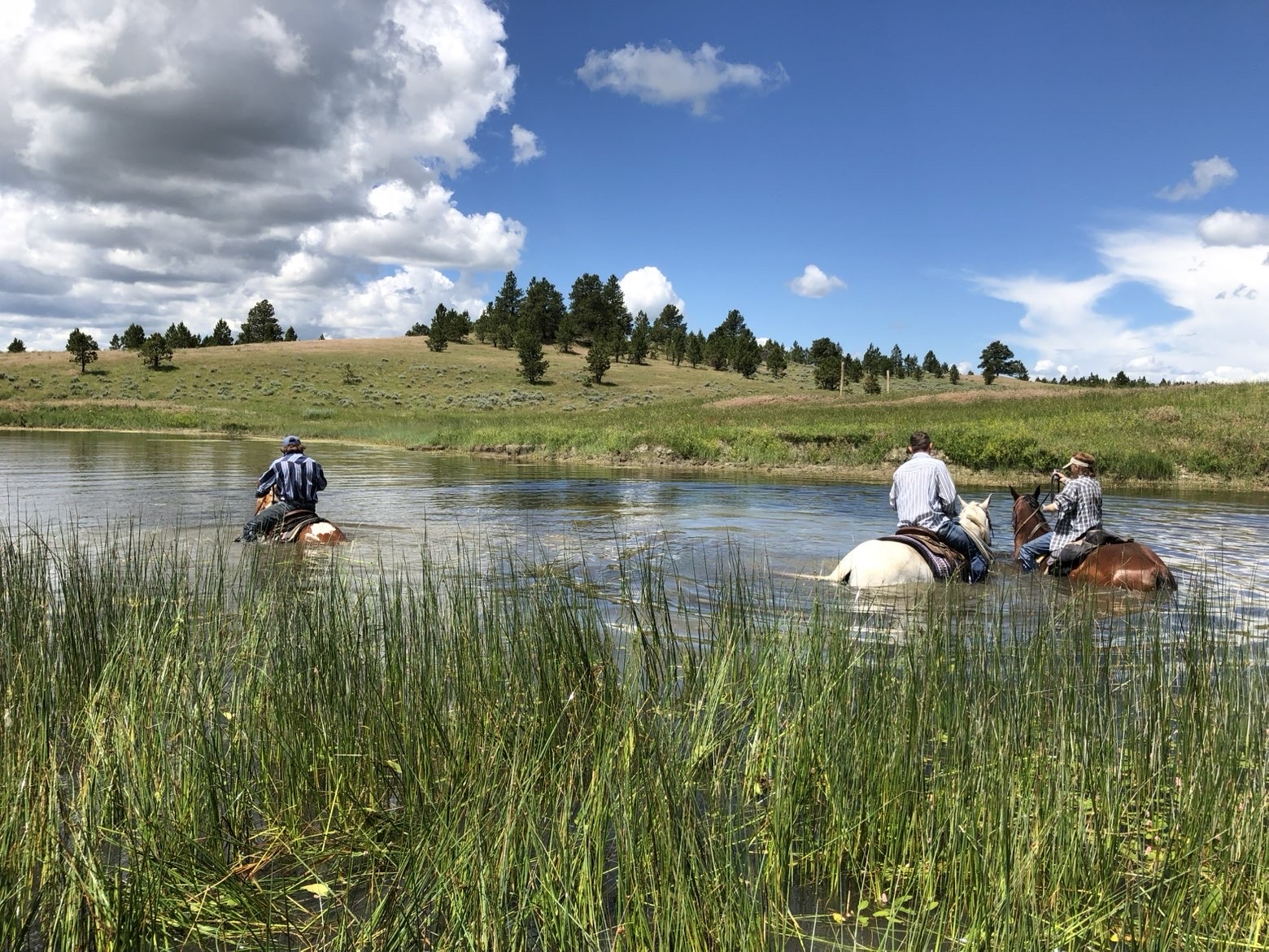 Newton Grove | Yellowstone County, Montana