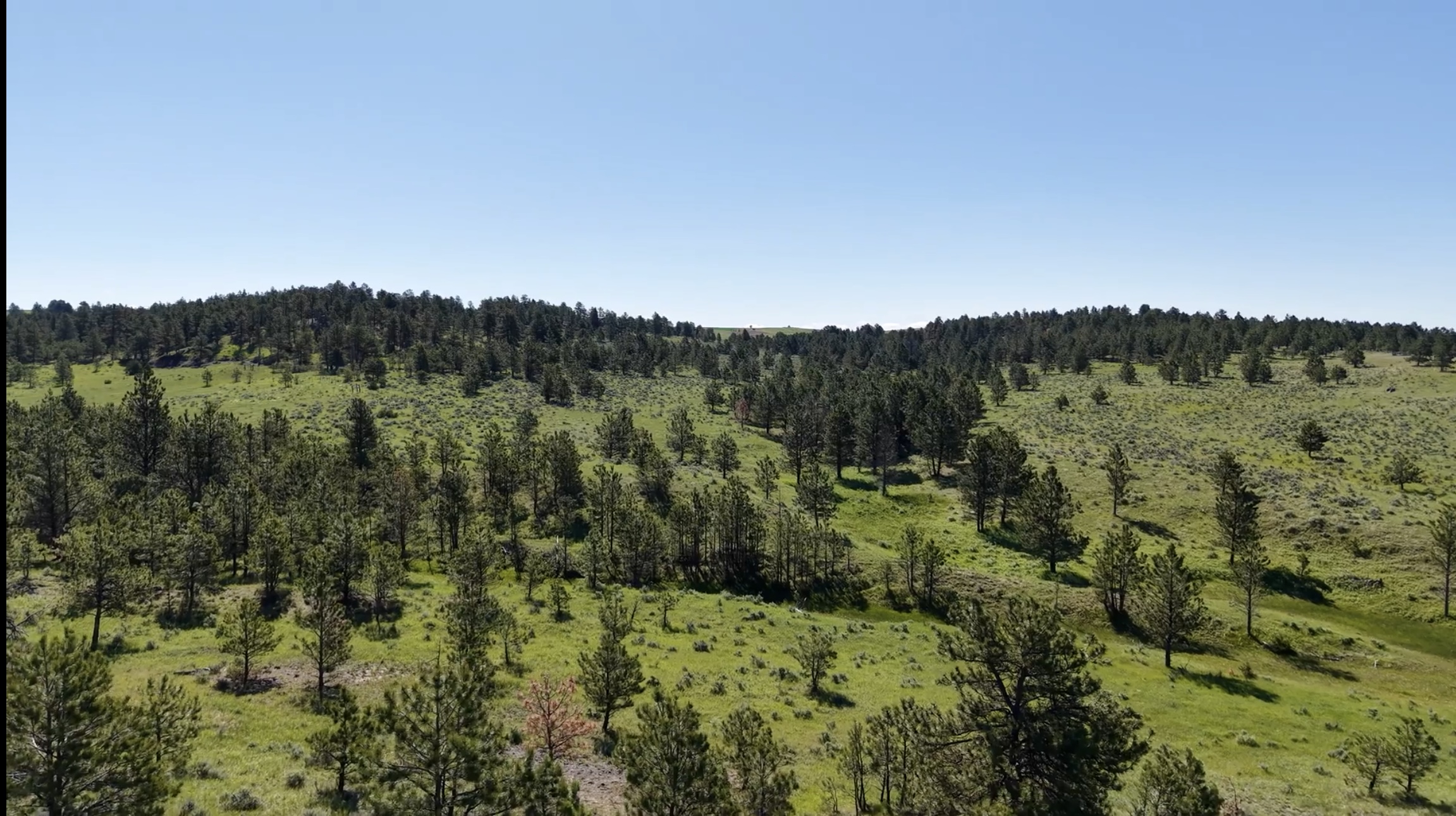 Newton Grove | Yellowstone County, Montana