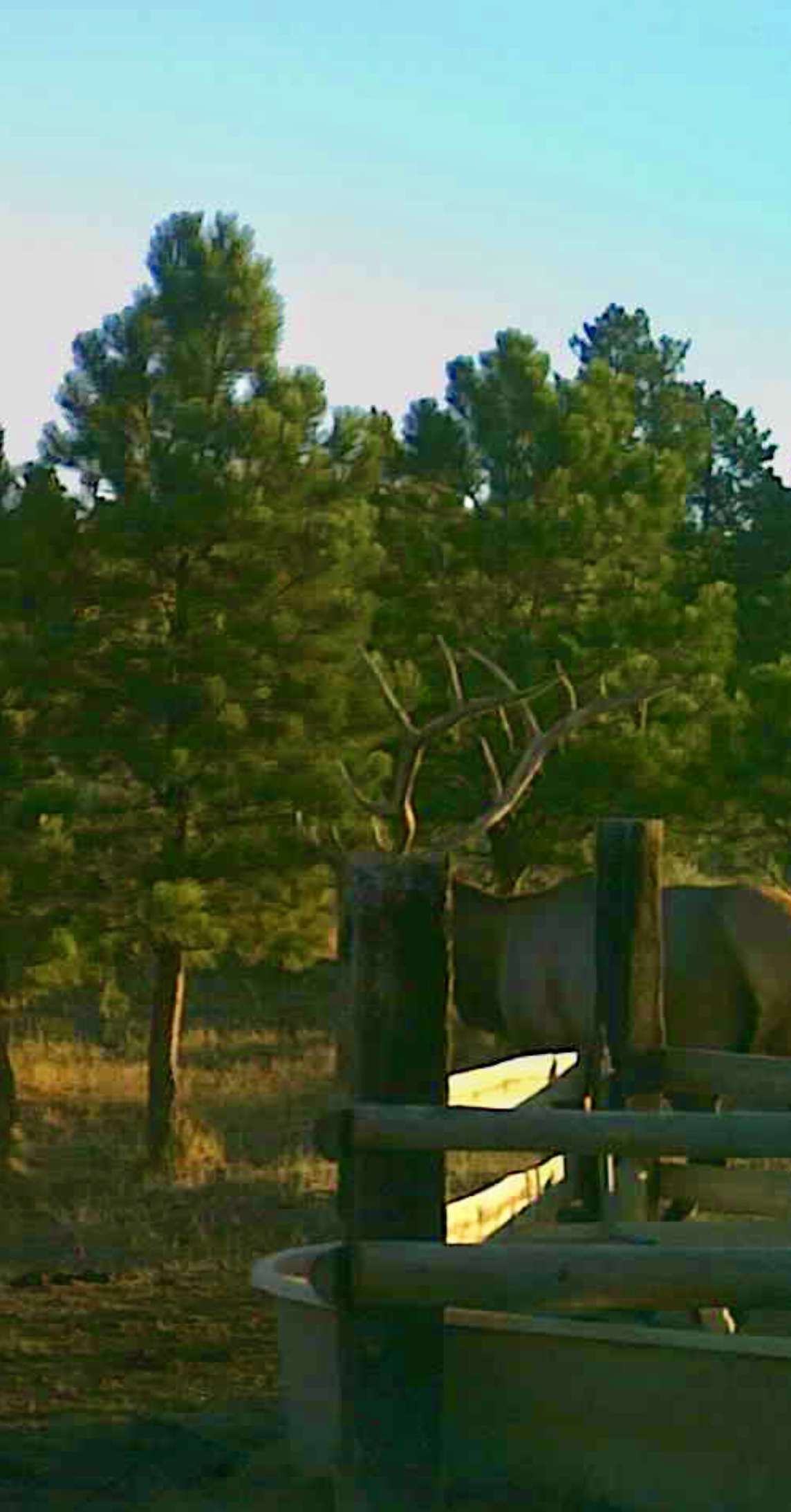 Newton Grove | Yellowstone County, Montana