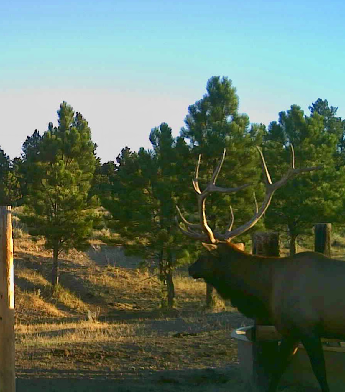 Newton Grove | Yellowstone County, Montana