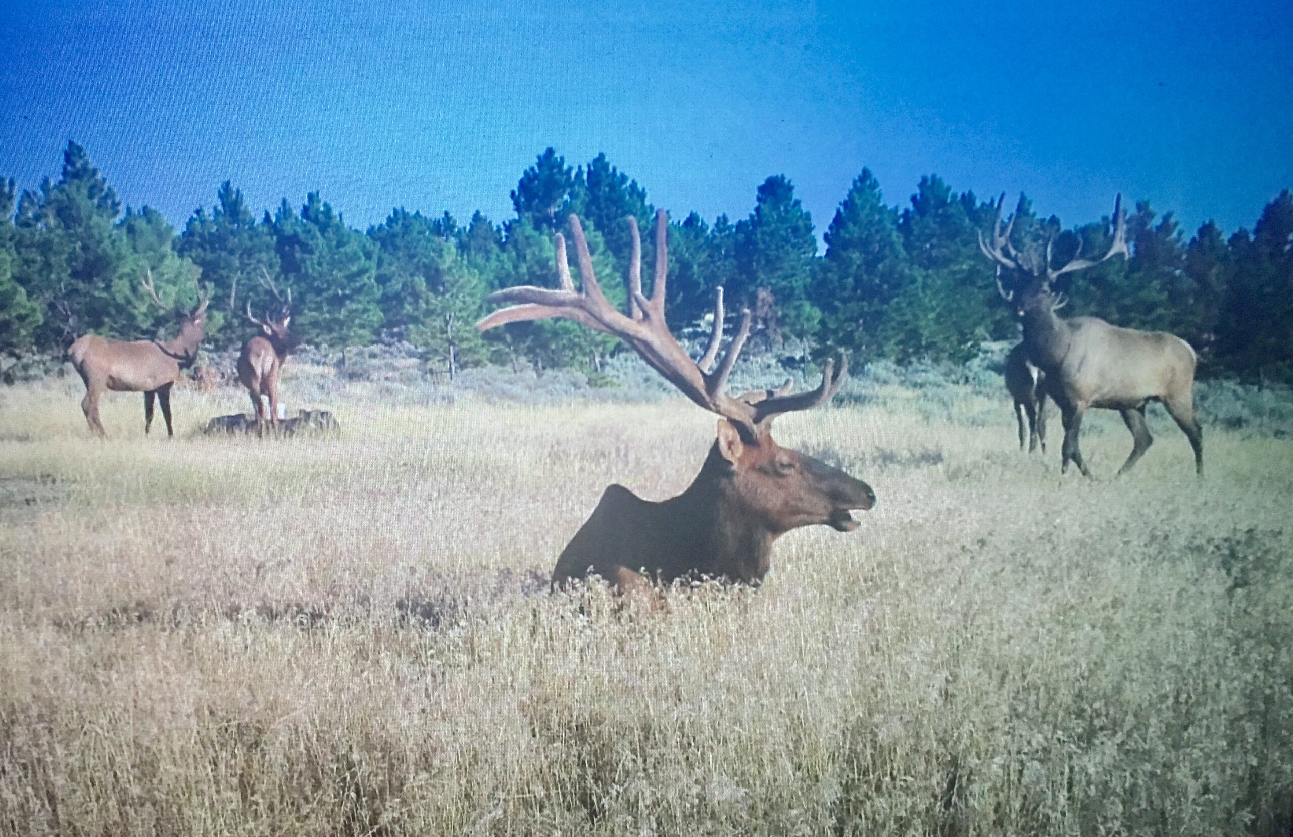 Newton Grove | Yellowstone County, Montana