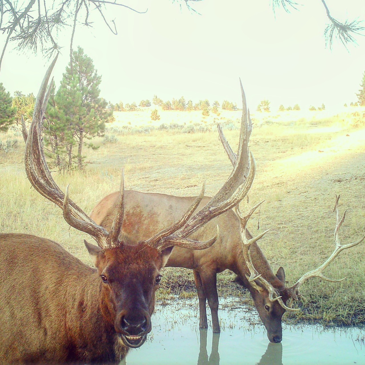Newton Grove | Yellowstone County, Montana