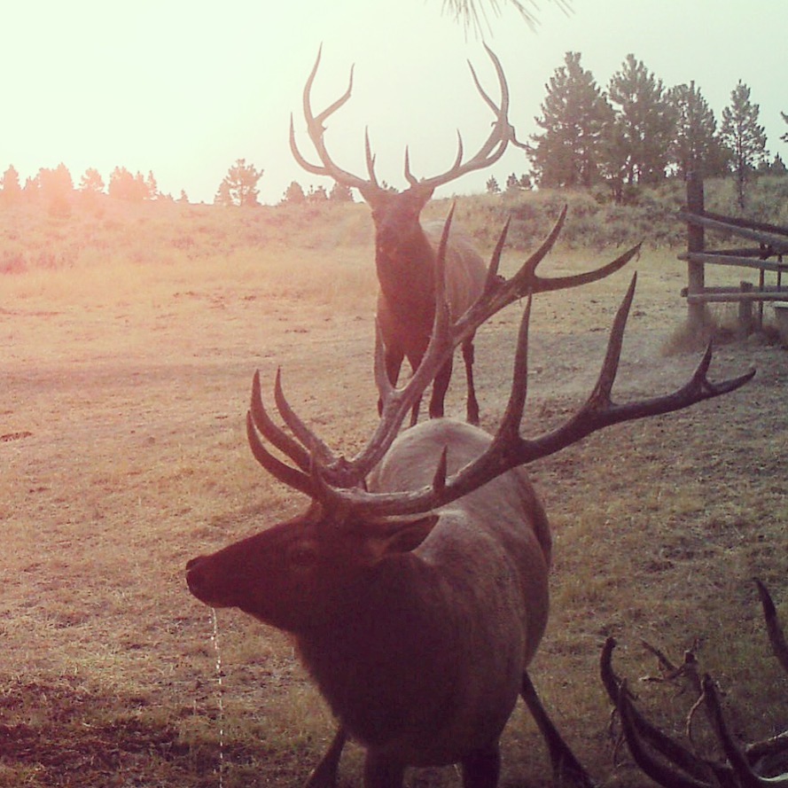 Newton Grove | Yellowstone County, Montana