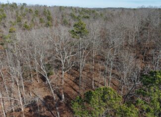 HUNTING AND RECREATIONAL LAND FOR SALE IN ARKANSAS