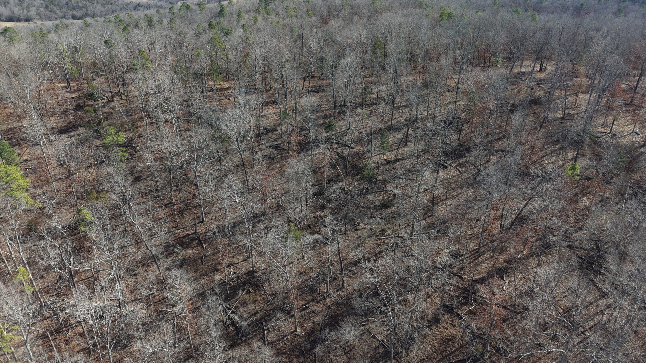 LAND WITH OFF-GRID CABIN FOR SALE IN NORTH CENTRAL ARKANSAS