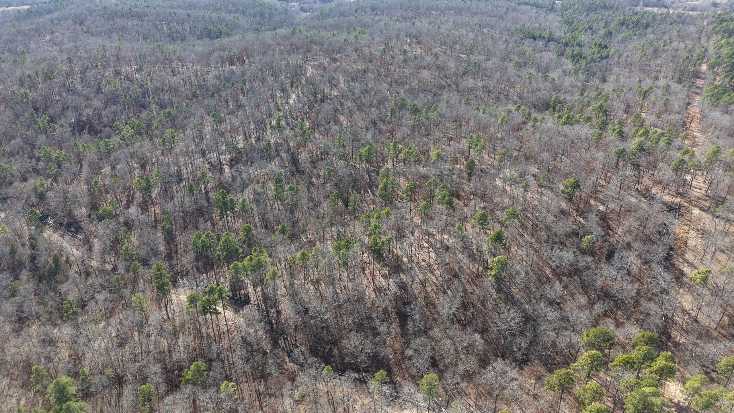 LAND WITH OFF-GRID CABIN FOR SALE IN NORTH CENTRAL ARKANSAS