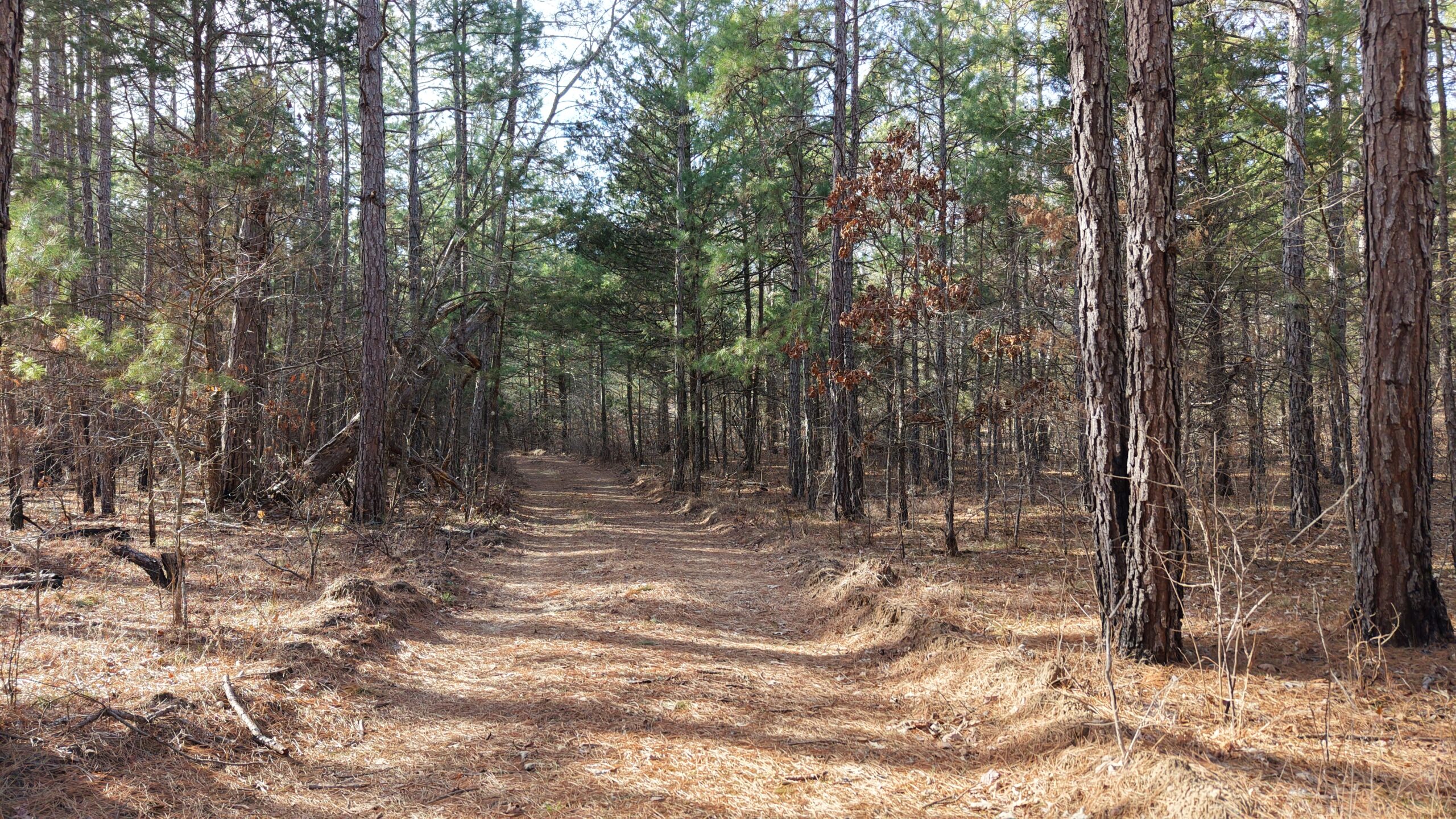 LAND WITH OFF-GRID CABIN FOR SALE IN NORTH CENTRAL ARKANSAS