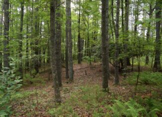 Wooded Land for Sale in Floyd VA
