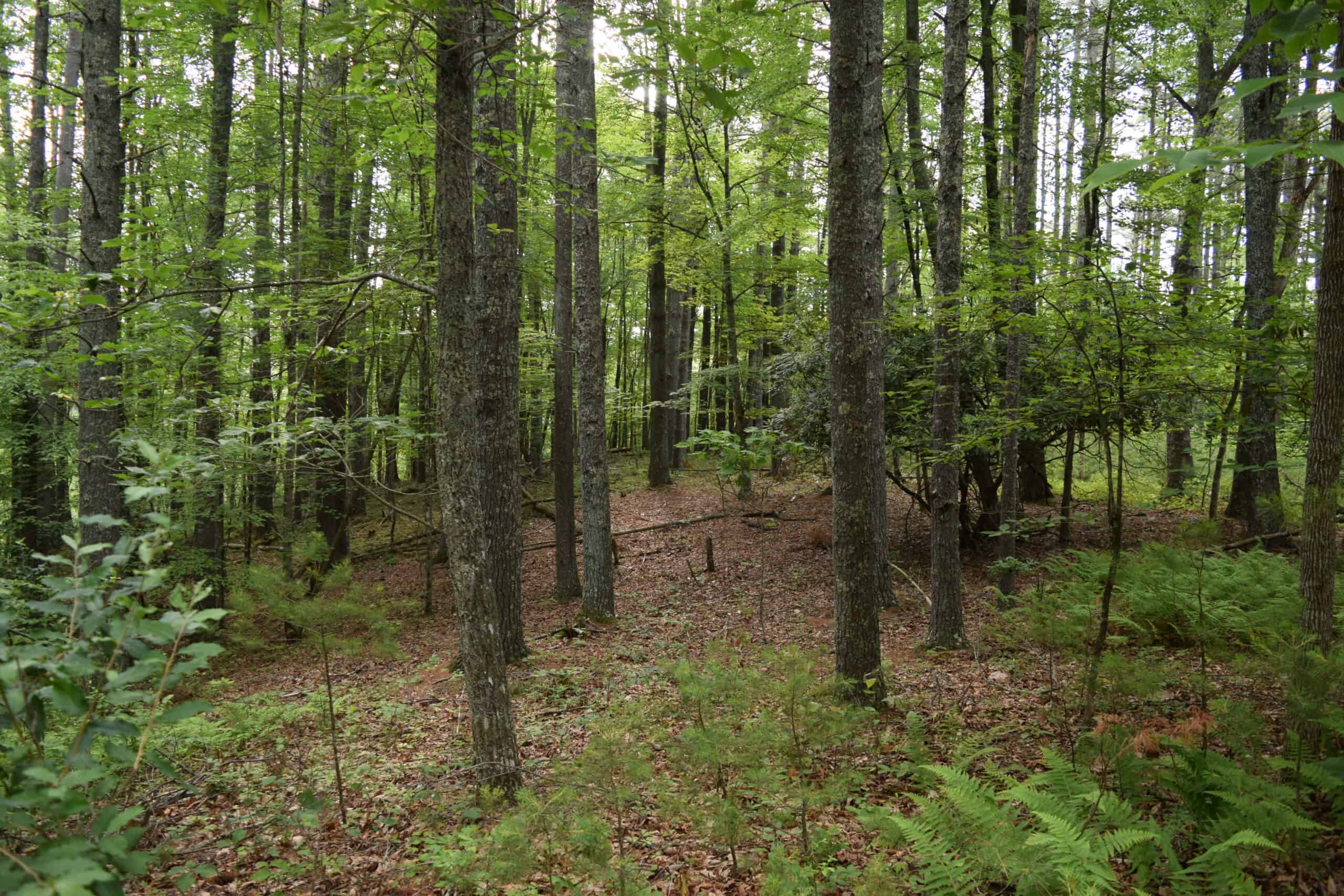 Wooded Land for Sale in Floyd VA
