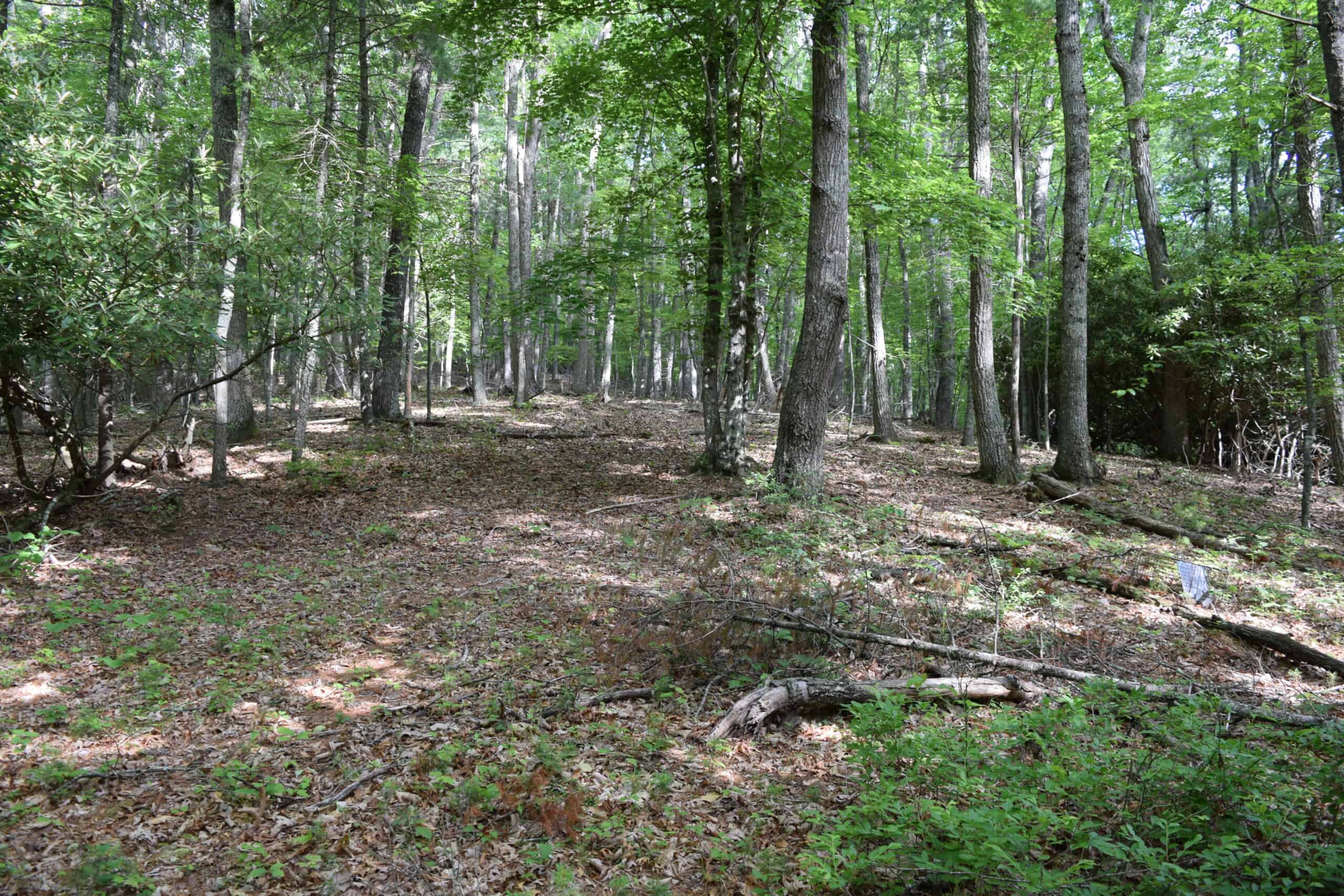 Wooded Land for Sale in Floyd VA