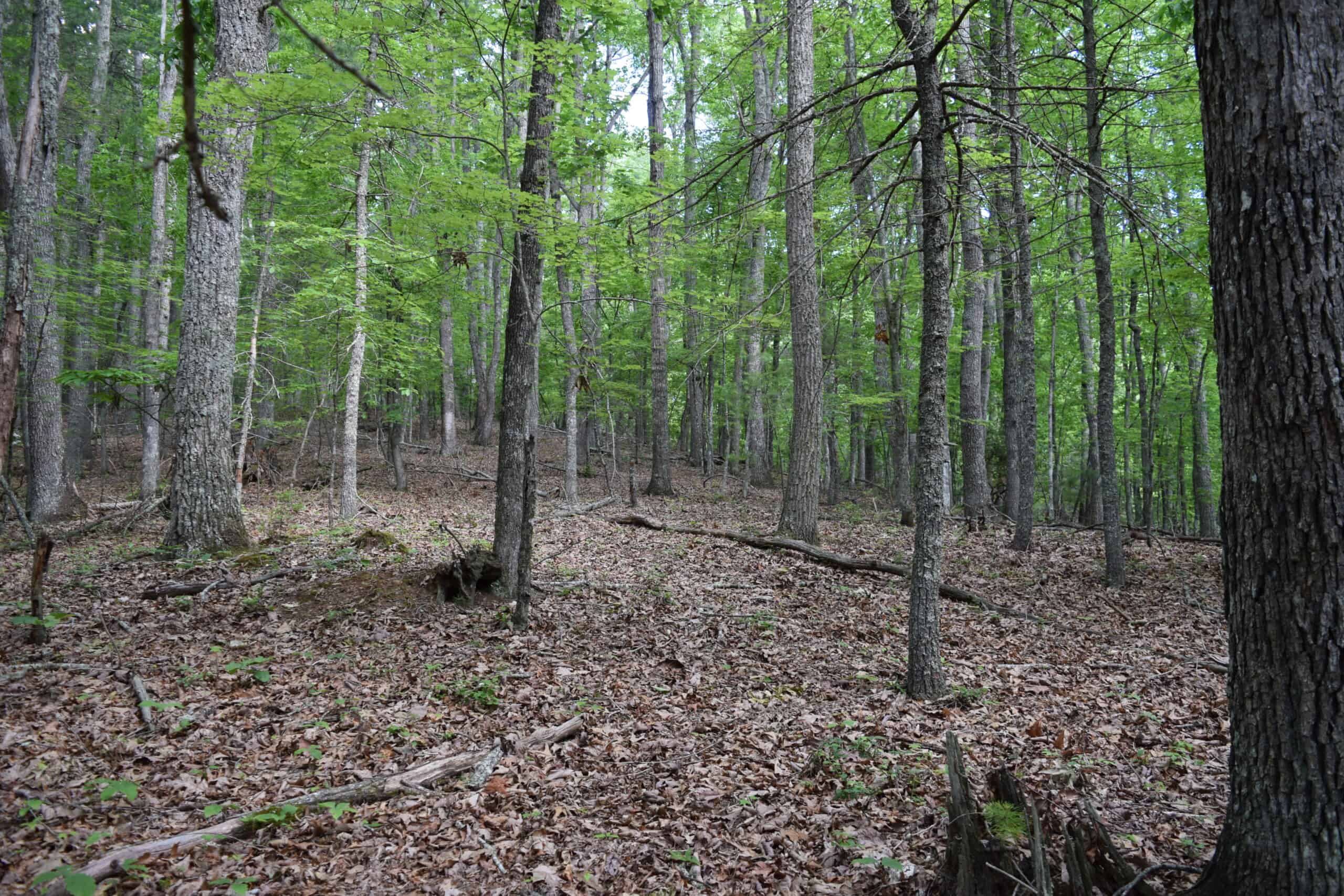 Wooded Land for Sale in Floyd VA