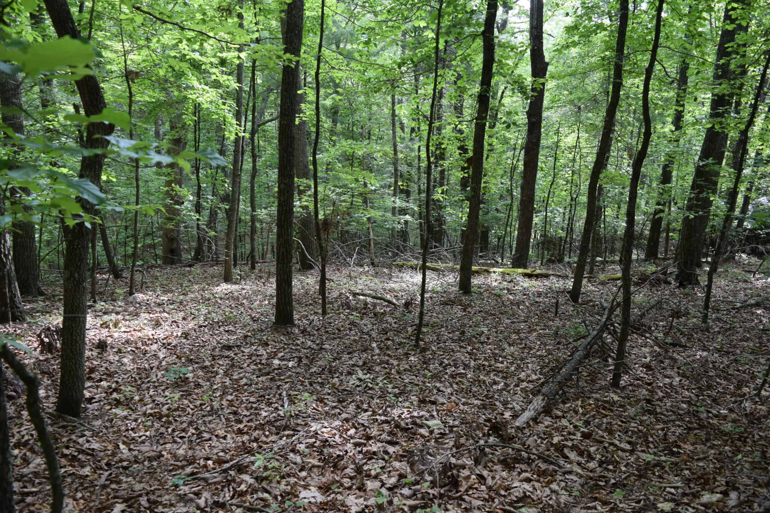 Wooded Land for Sale in Floyd VA