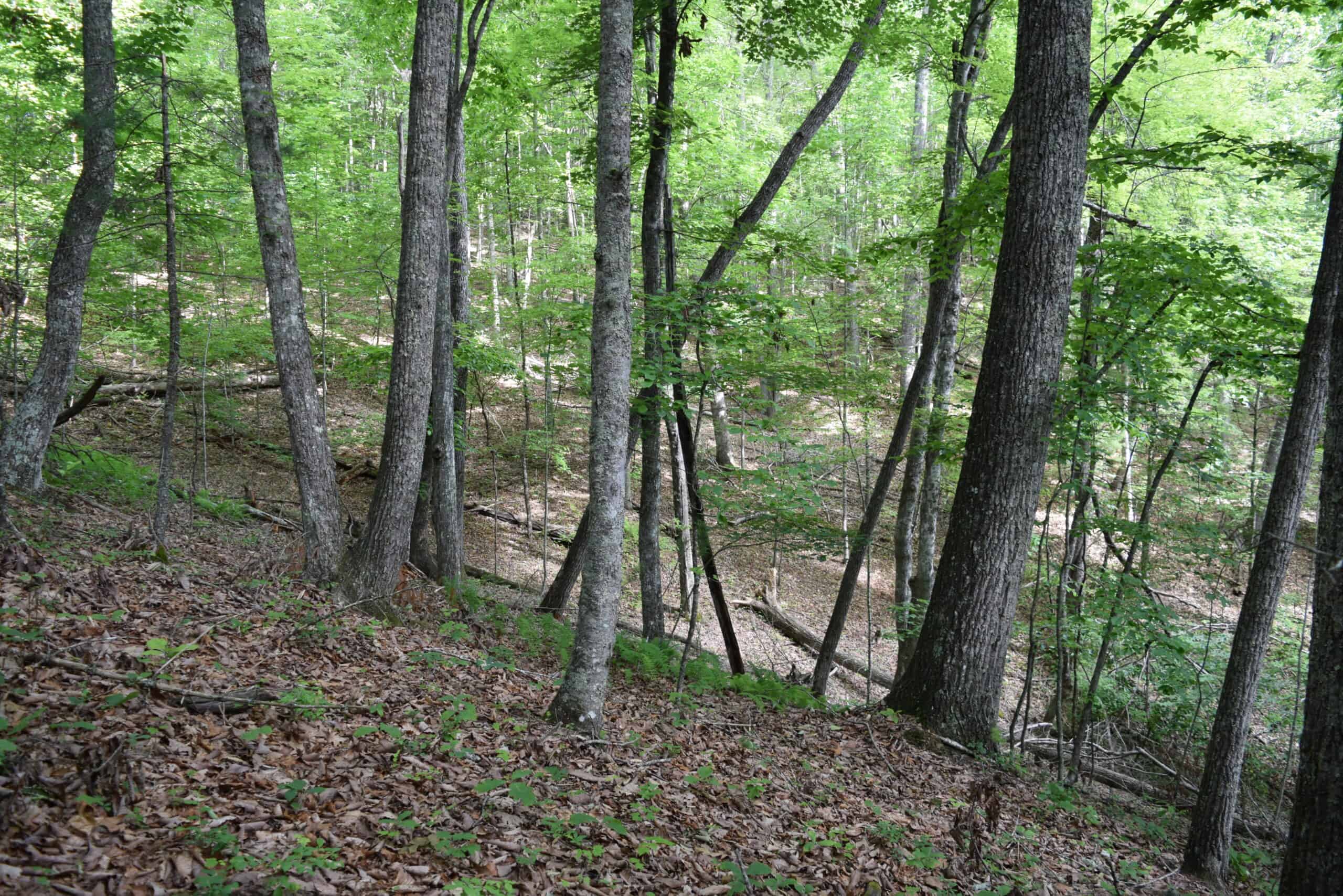 Wooded Land for Sale in Floyd VA
