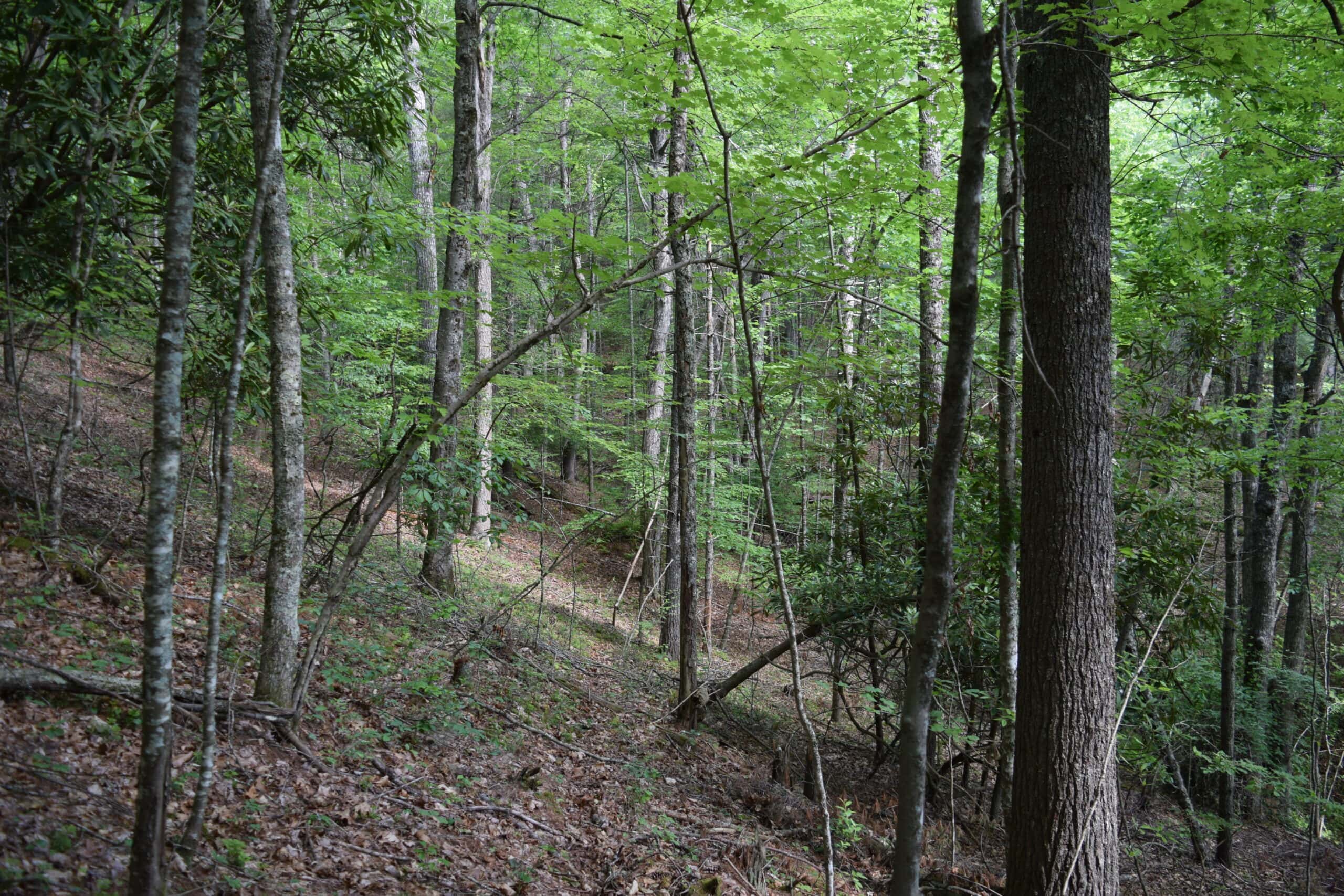 Wooded Land for Sale in Floyd VA