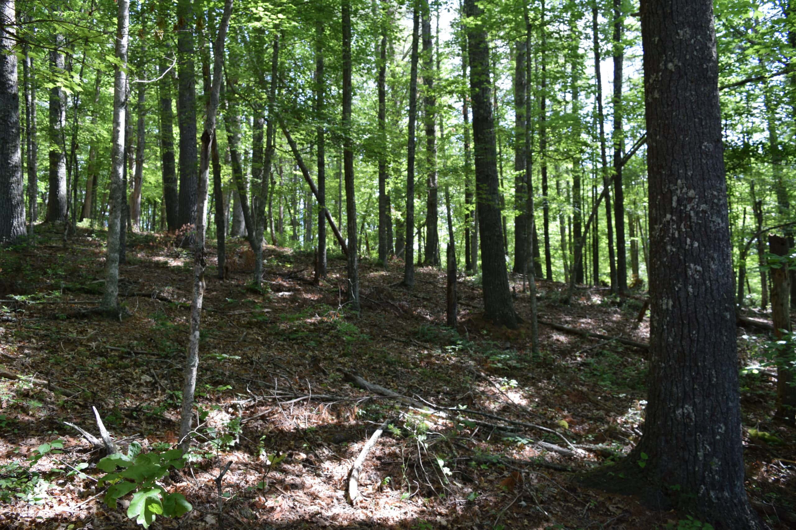 Wooded Land for Sale in Floyd VA