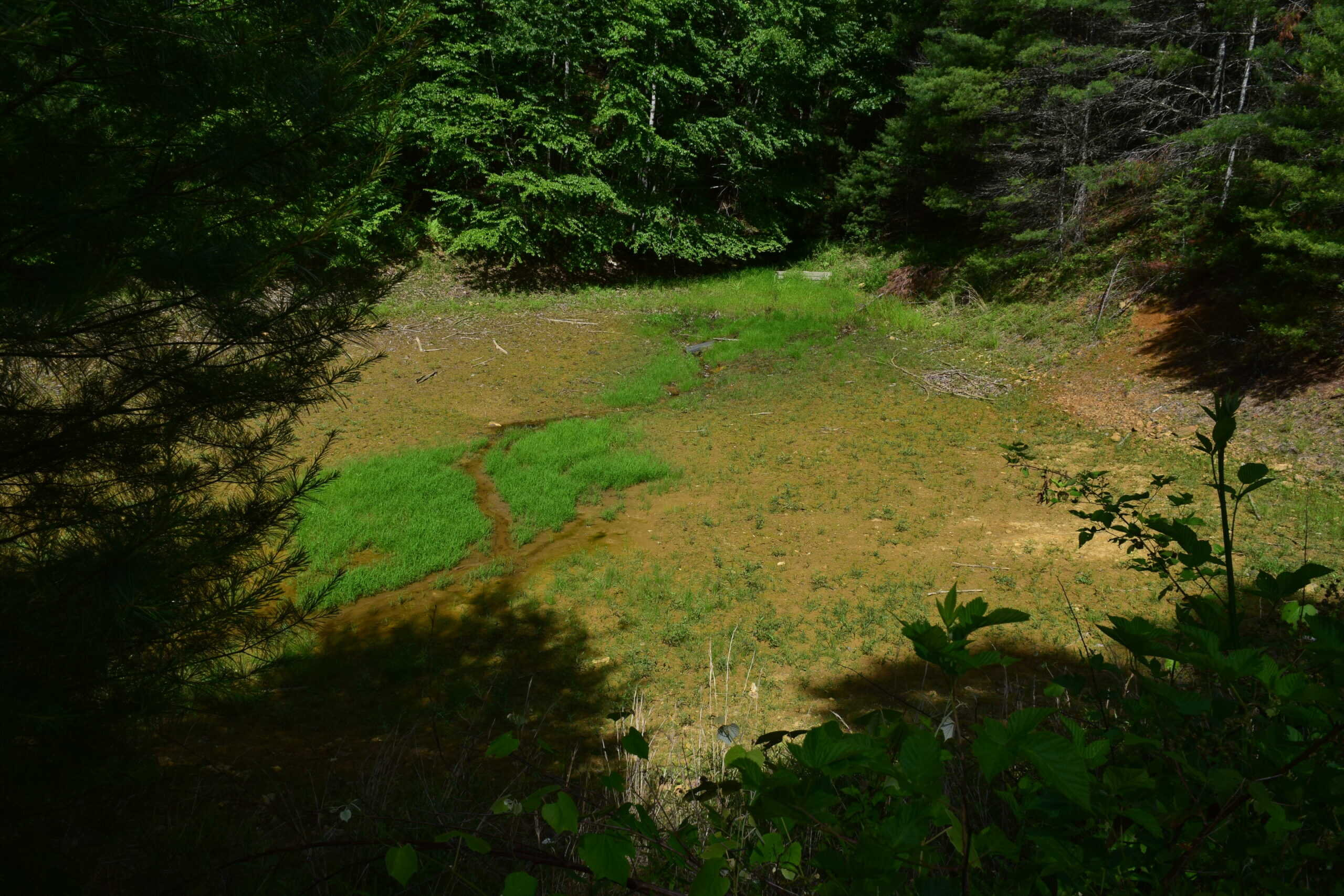 Wooded Land for Sale in Floyd VA