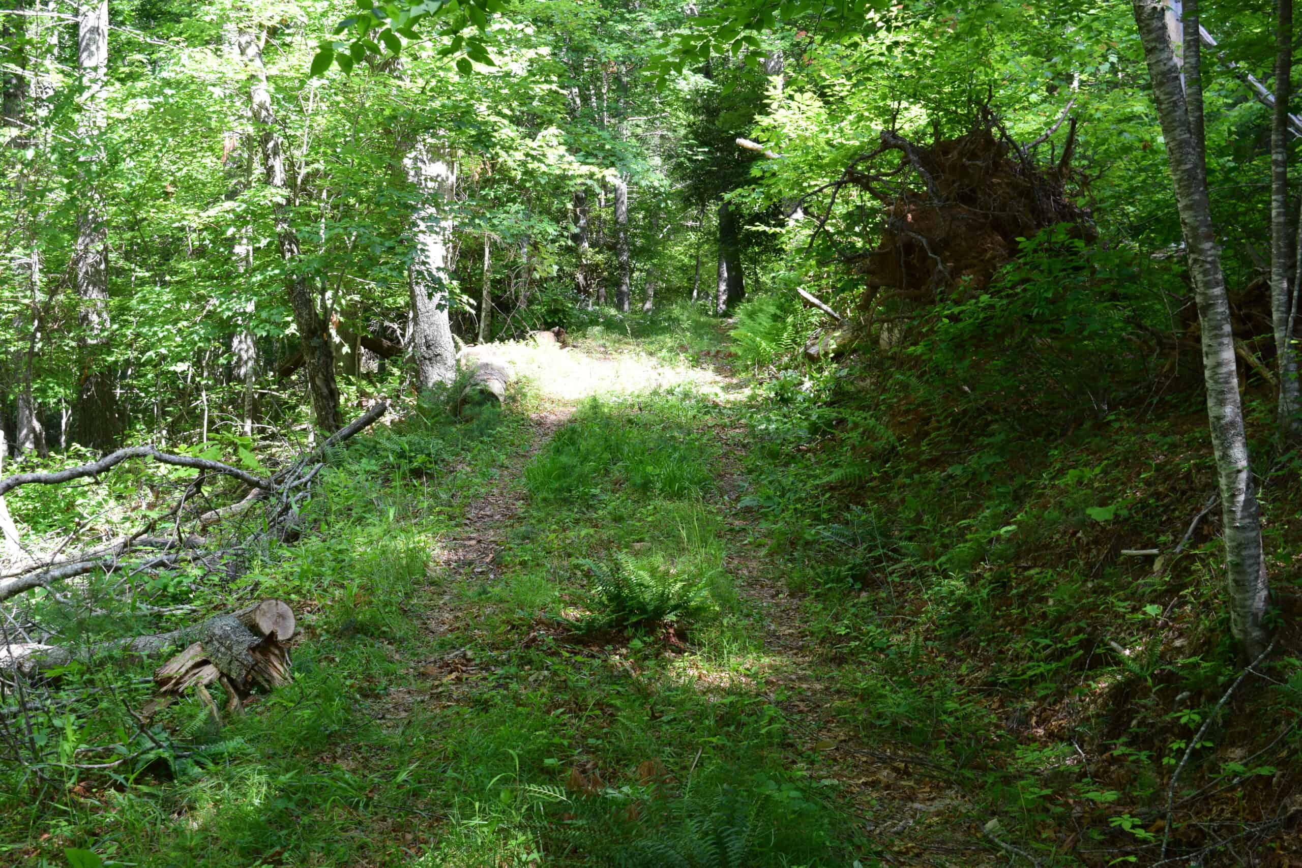 Wooded Land for Sale in Floyd VA