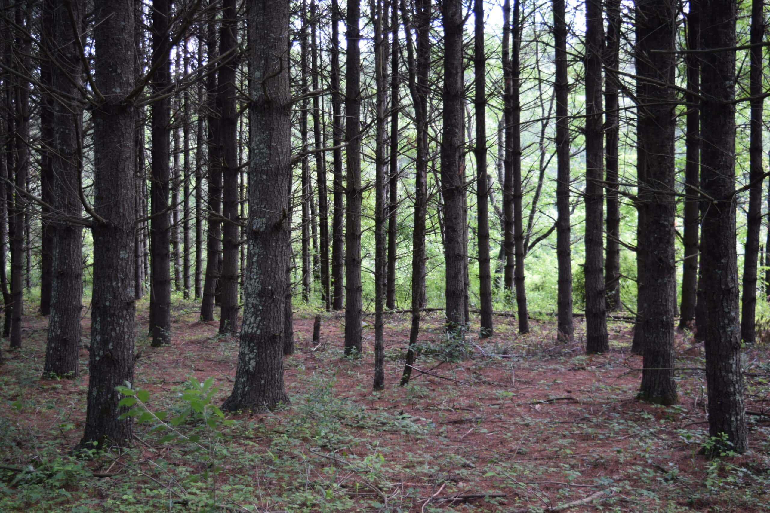 Wooded Land for Sale in Floyd VA