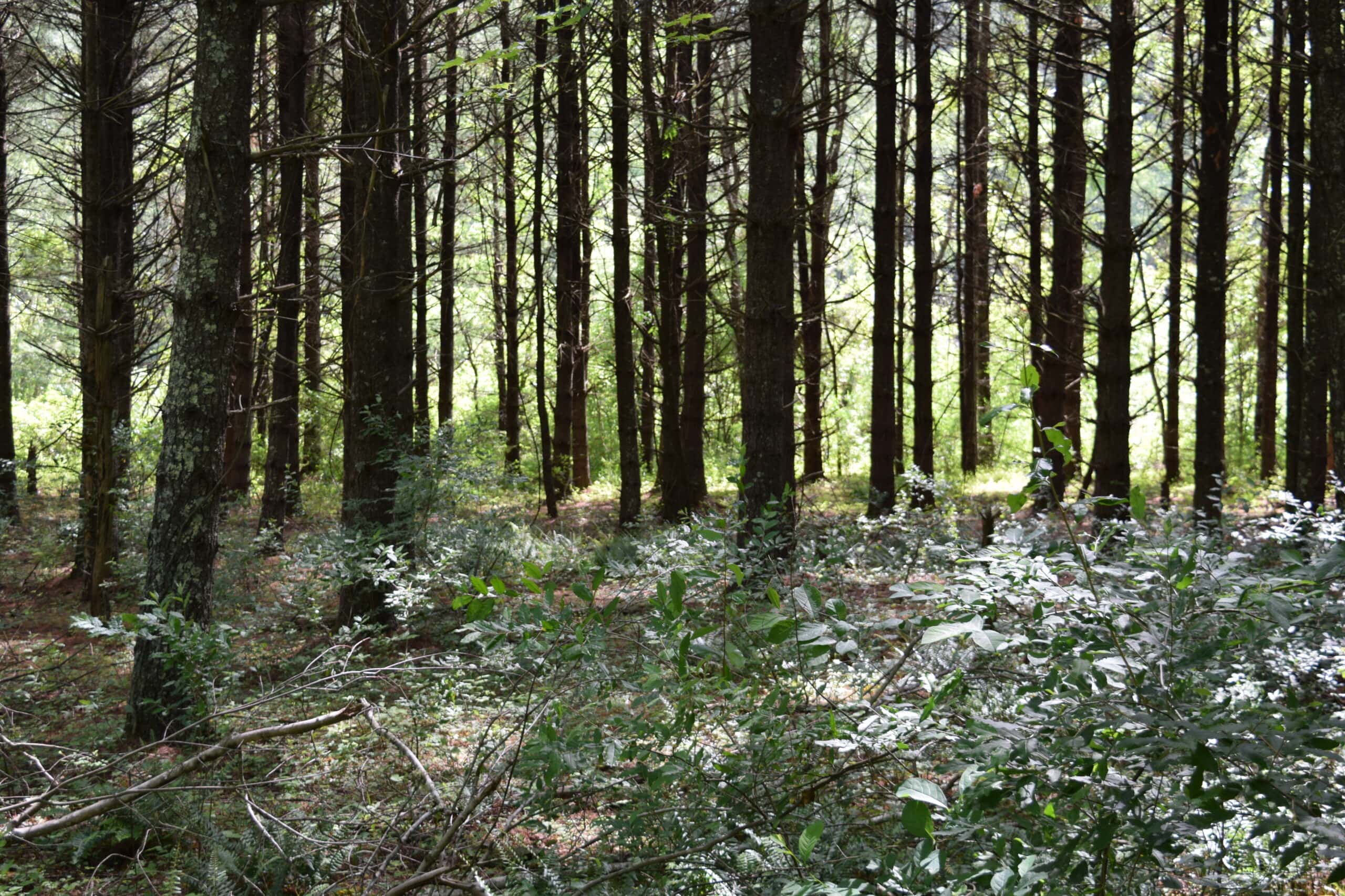 Wooded Land for Sale in Floyd VA