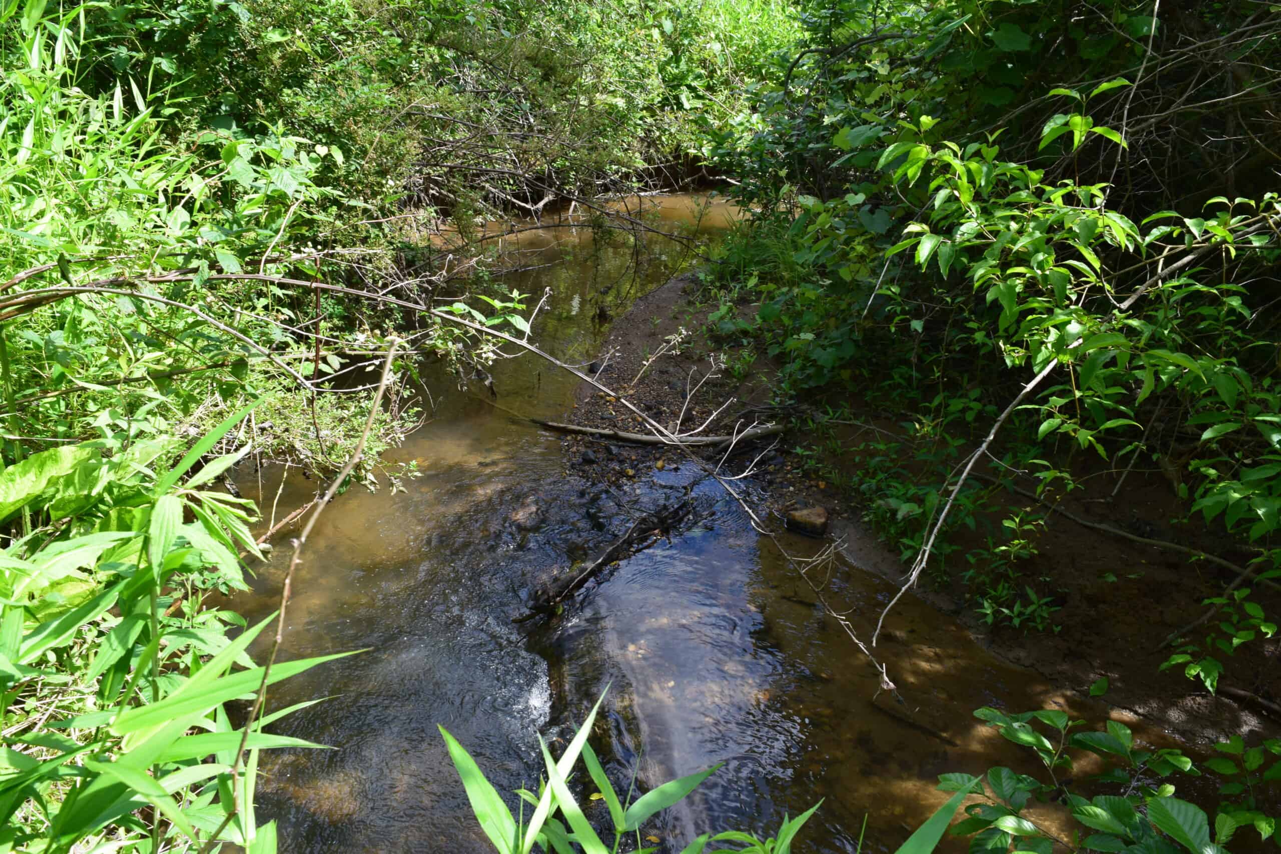 Wooded Land for Sale in Floyd VA