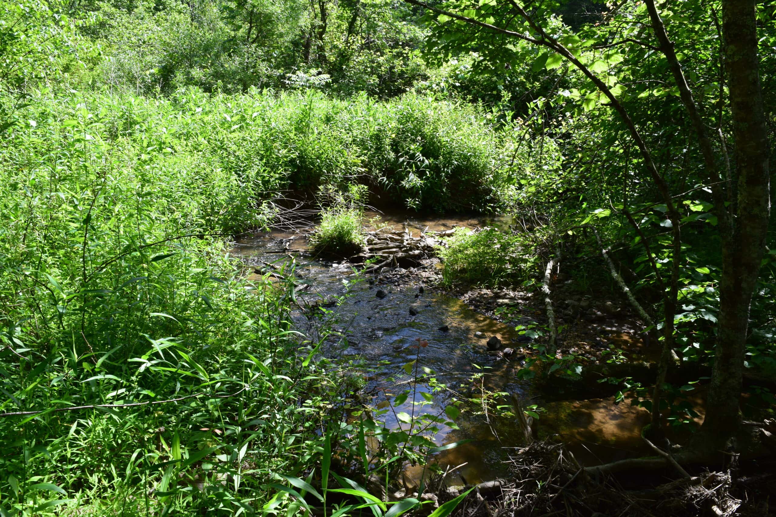 Wooded Land for Sale in Floyd VA