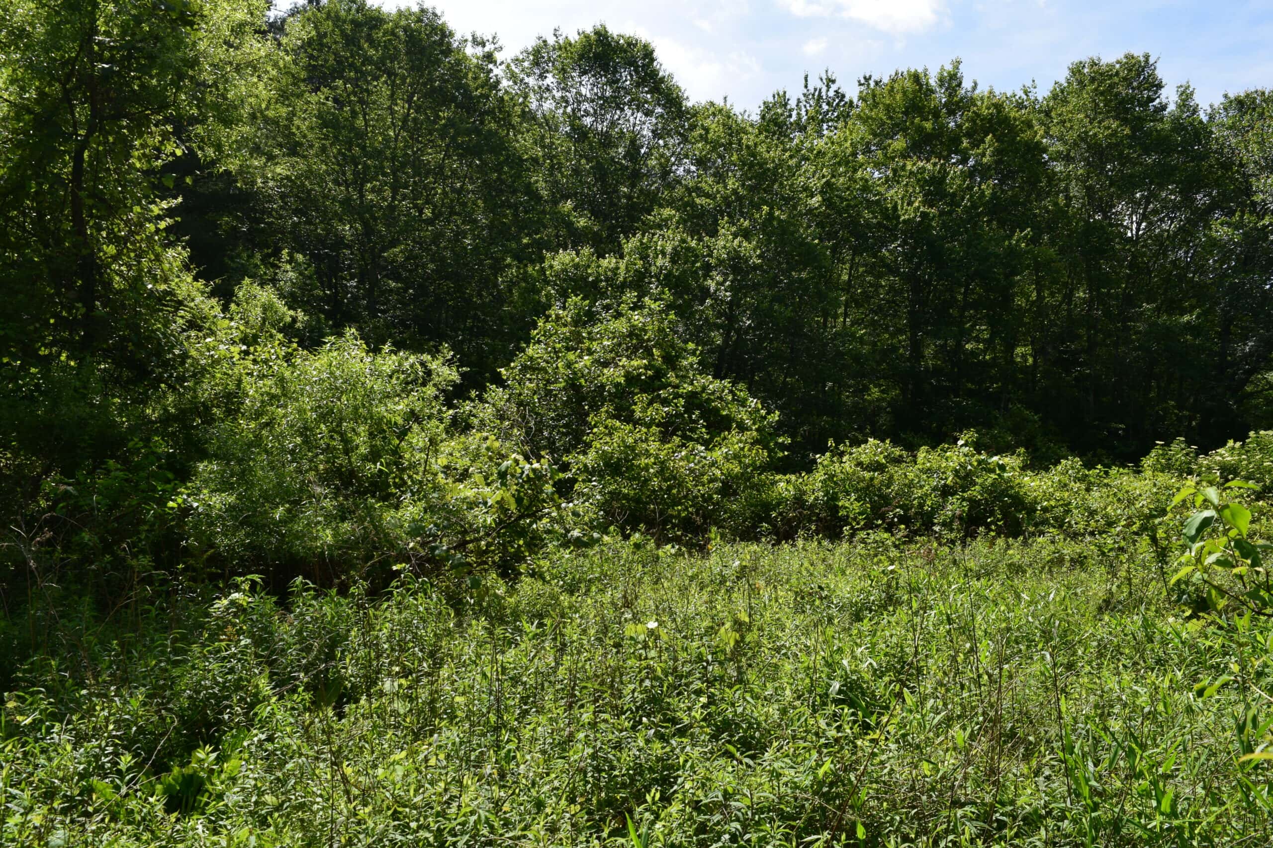 Wooded Land for Sale in Floyd VA