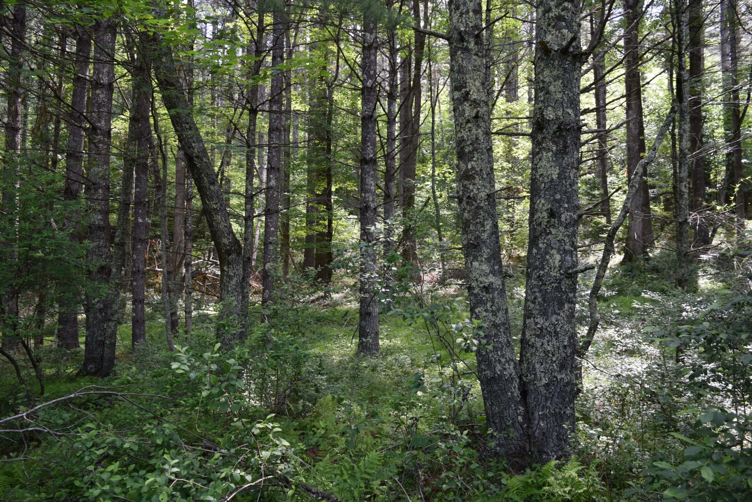 Wooded Land for Sale in Floyd VA