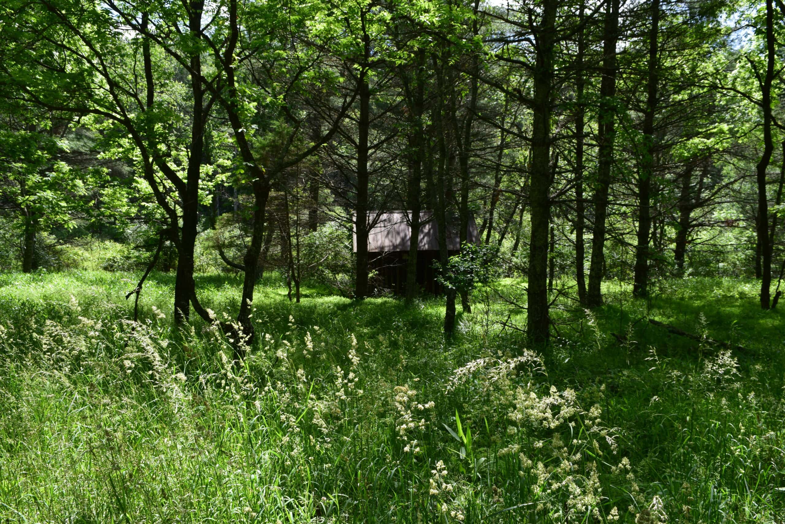 Wooded Land for Sale in Floyd VA