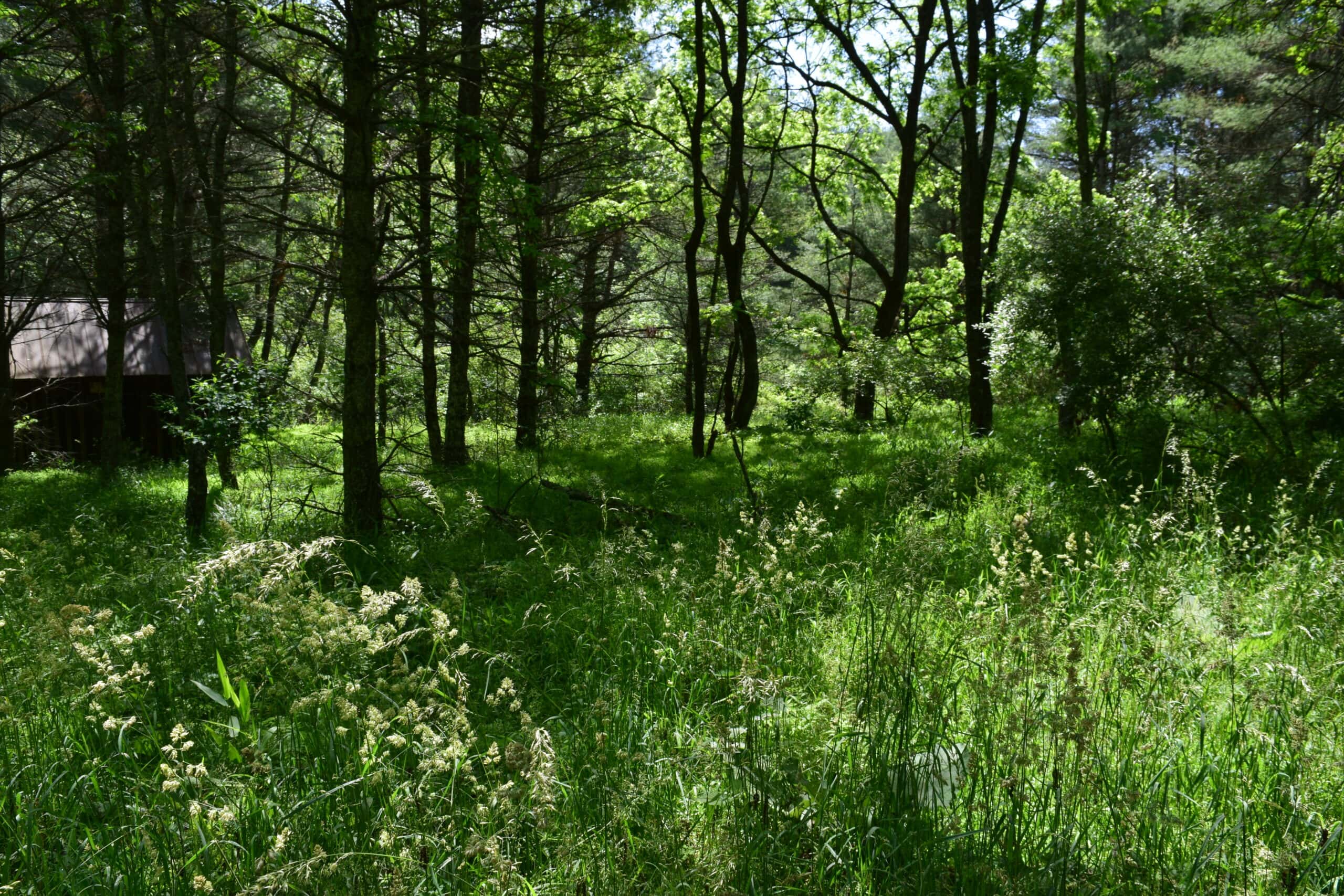 Wooded Land for Sale in Floyd VA