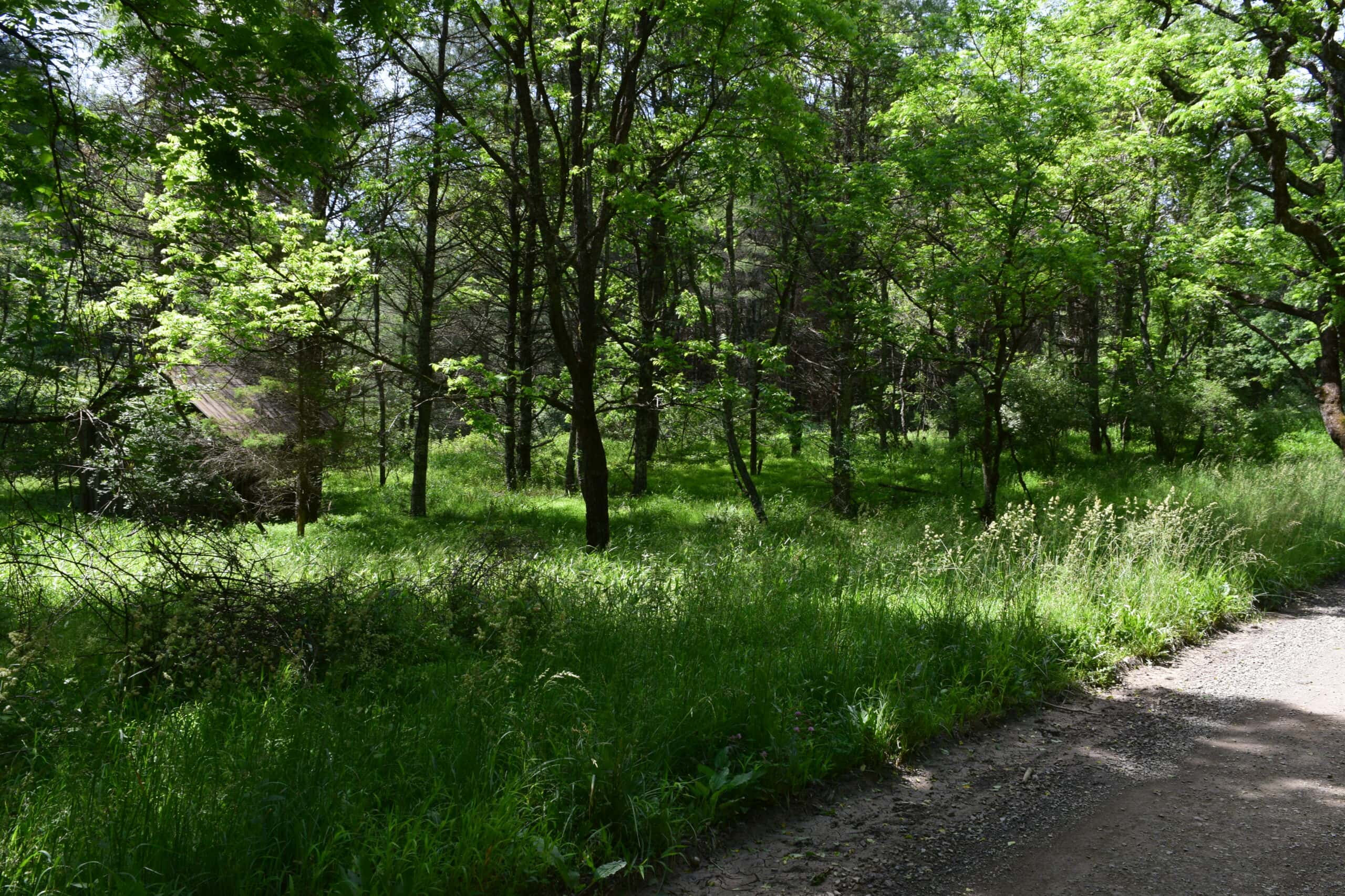 Wooded Land for Sale in Floyd VA