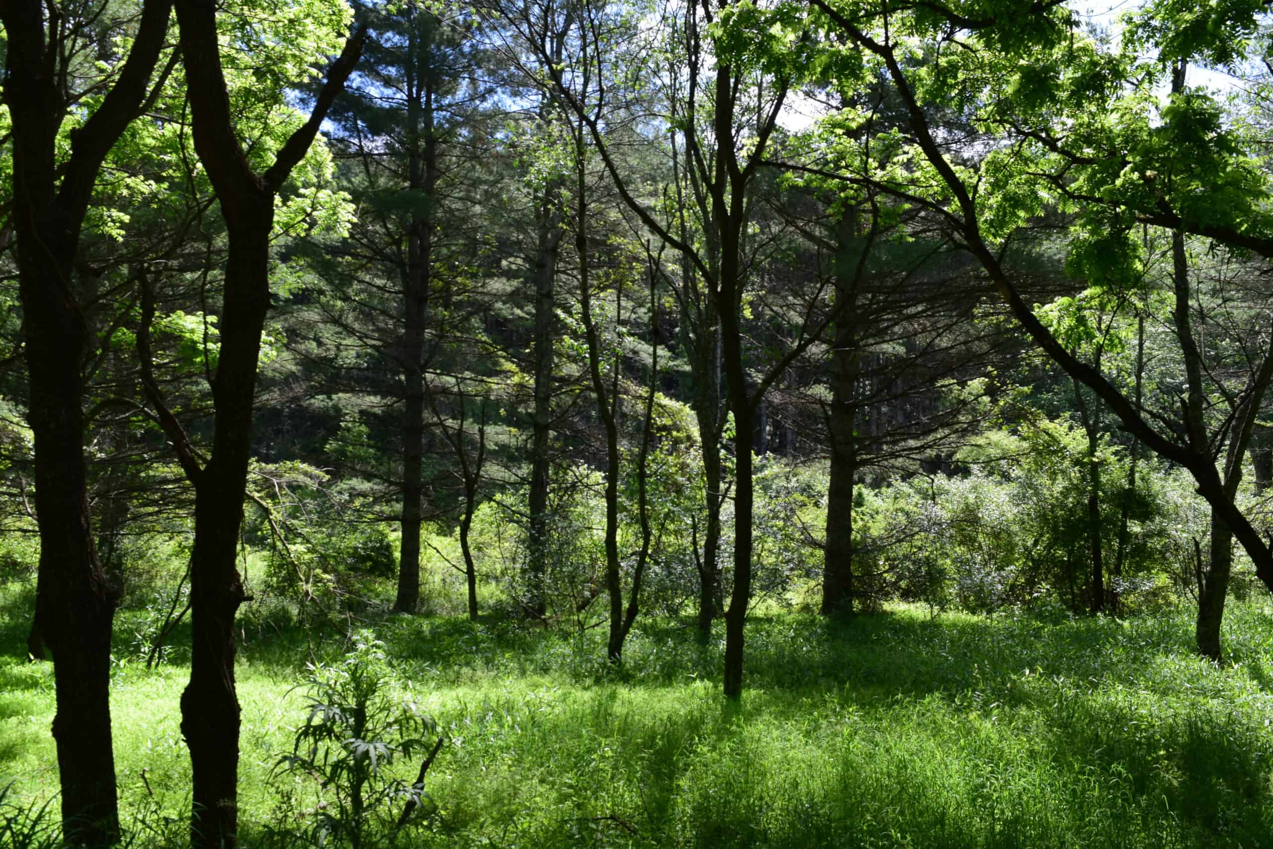 Wooded Land for Sale in Floyd VA