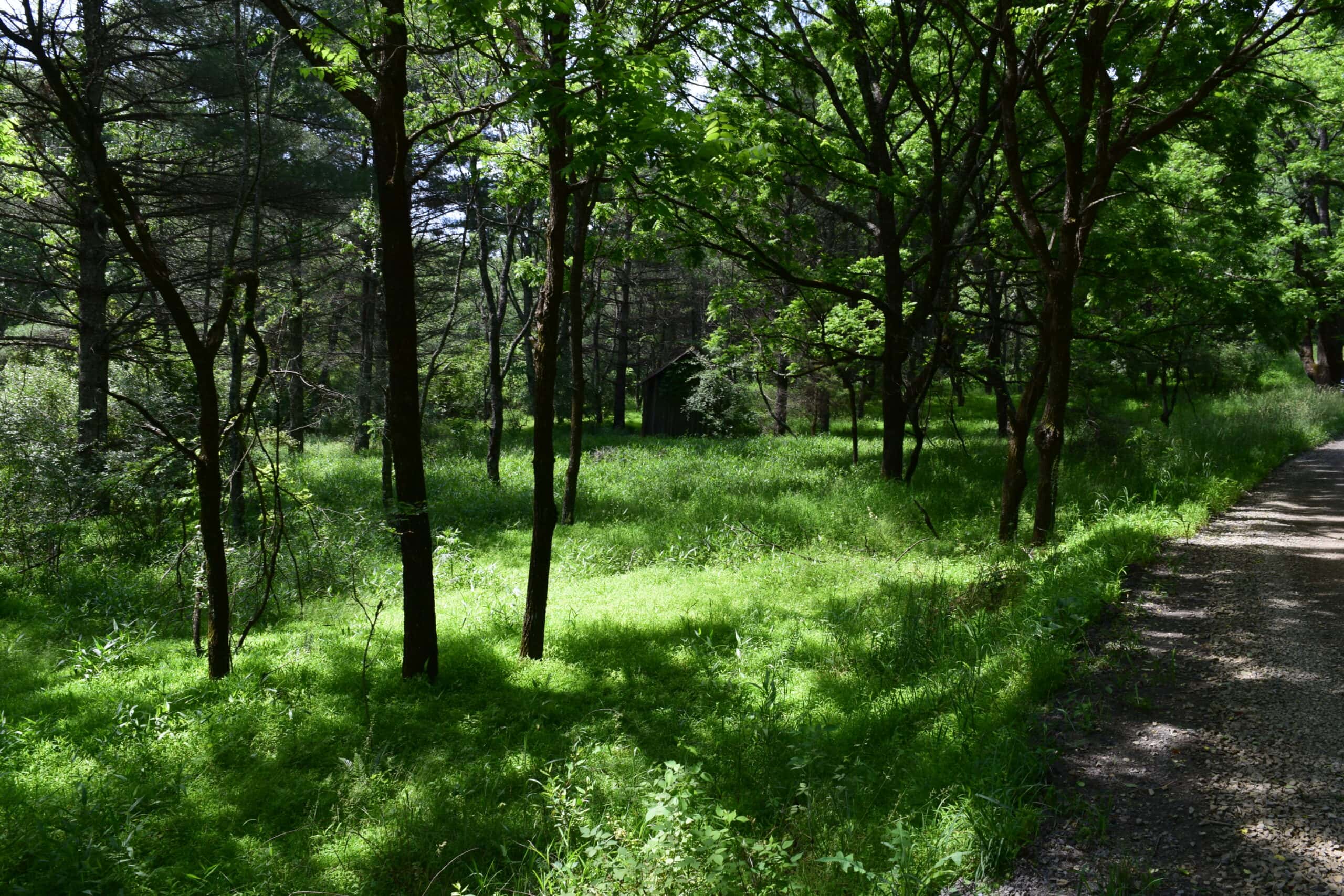Wooded Land for Sale in Floyd VA