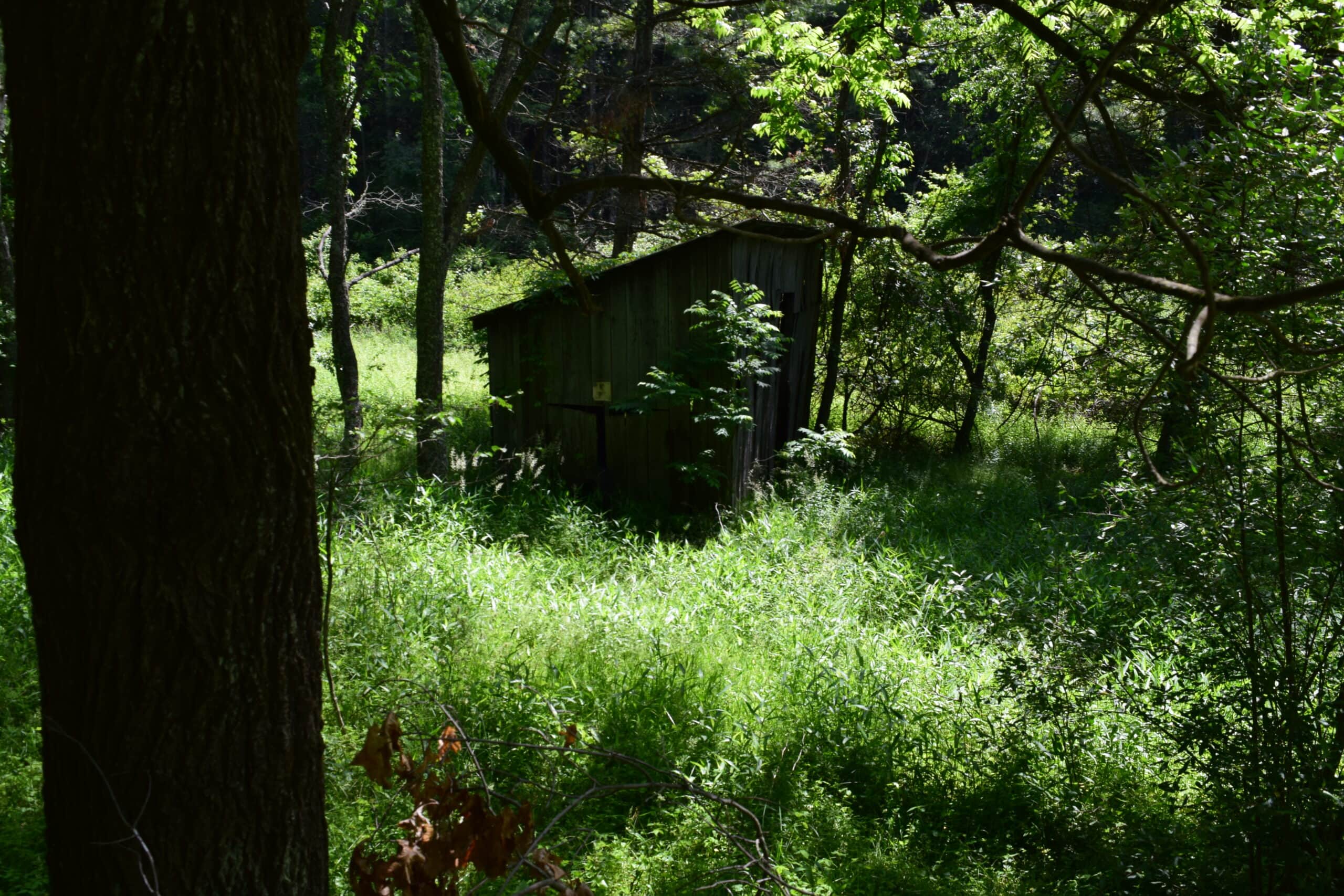 Wooded Land for Sale in Floyd VA