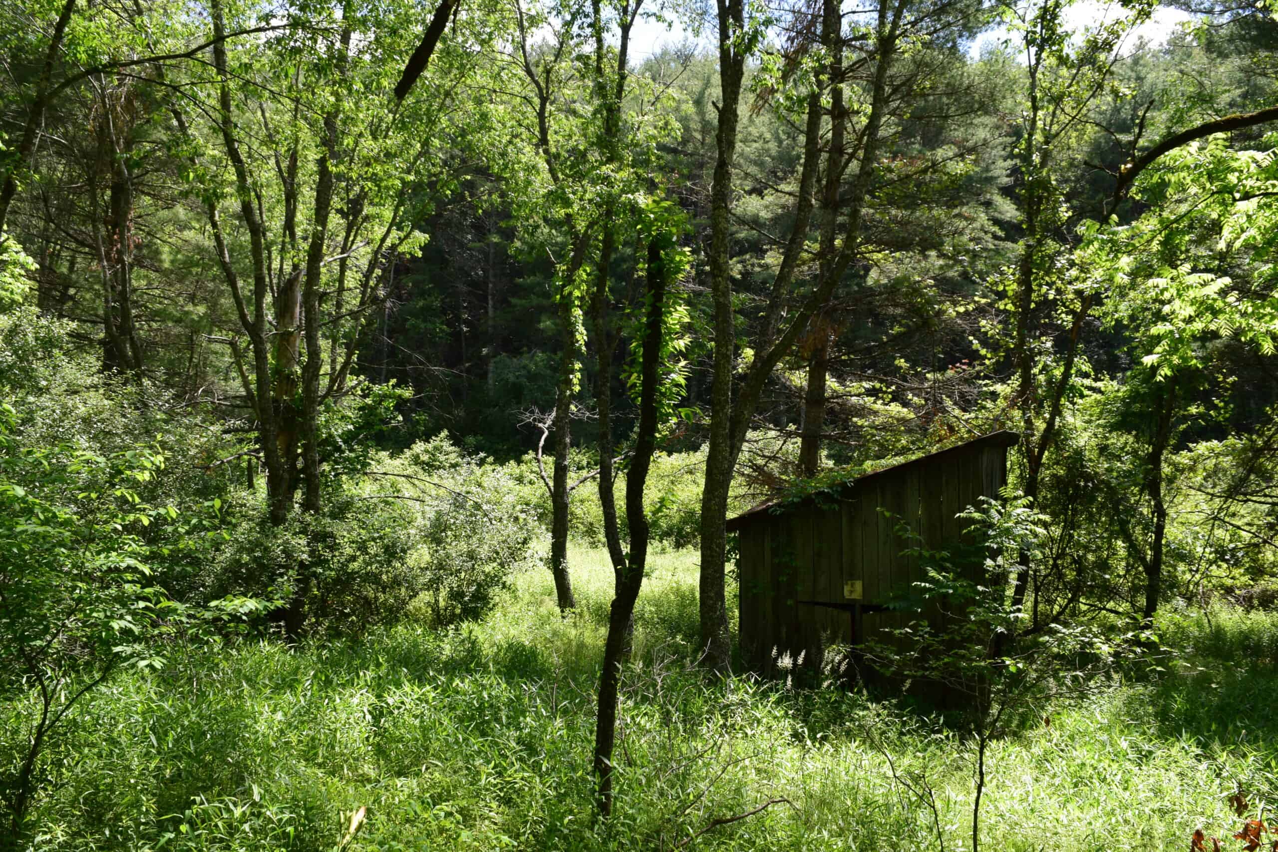 Wooded Land for Sale in Floyd VA