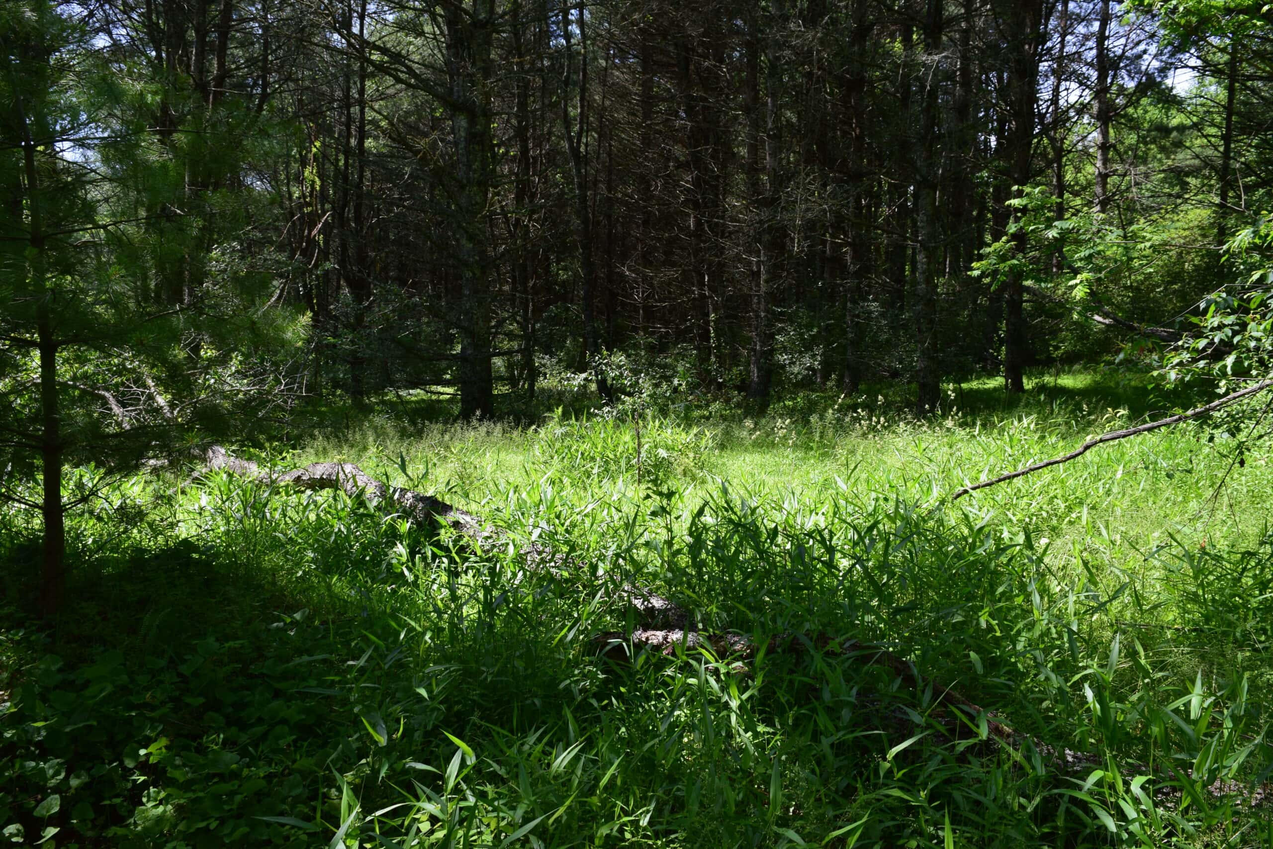 Wooded Land for Sale in Floyd VA