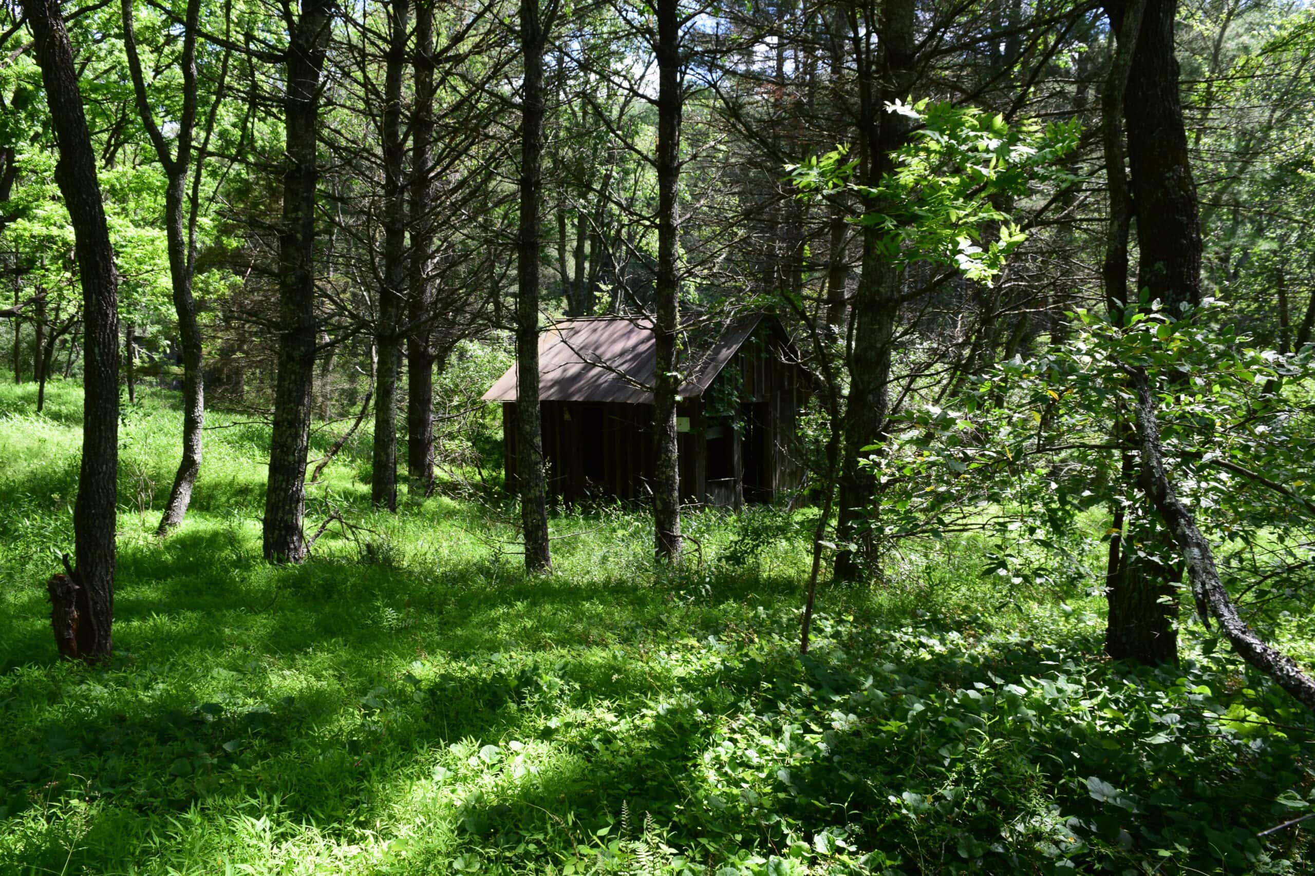 Wooded Land for Sale in Floyd VA