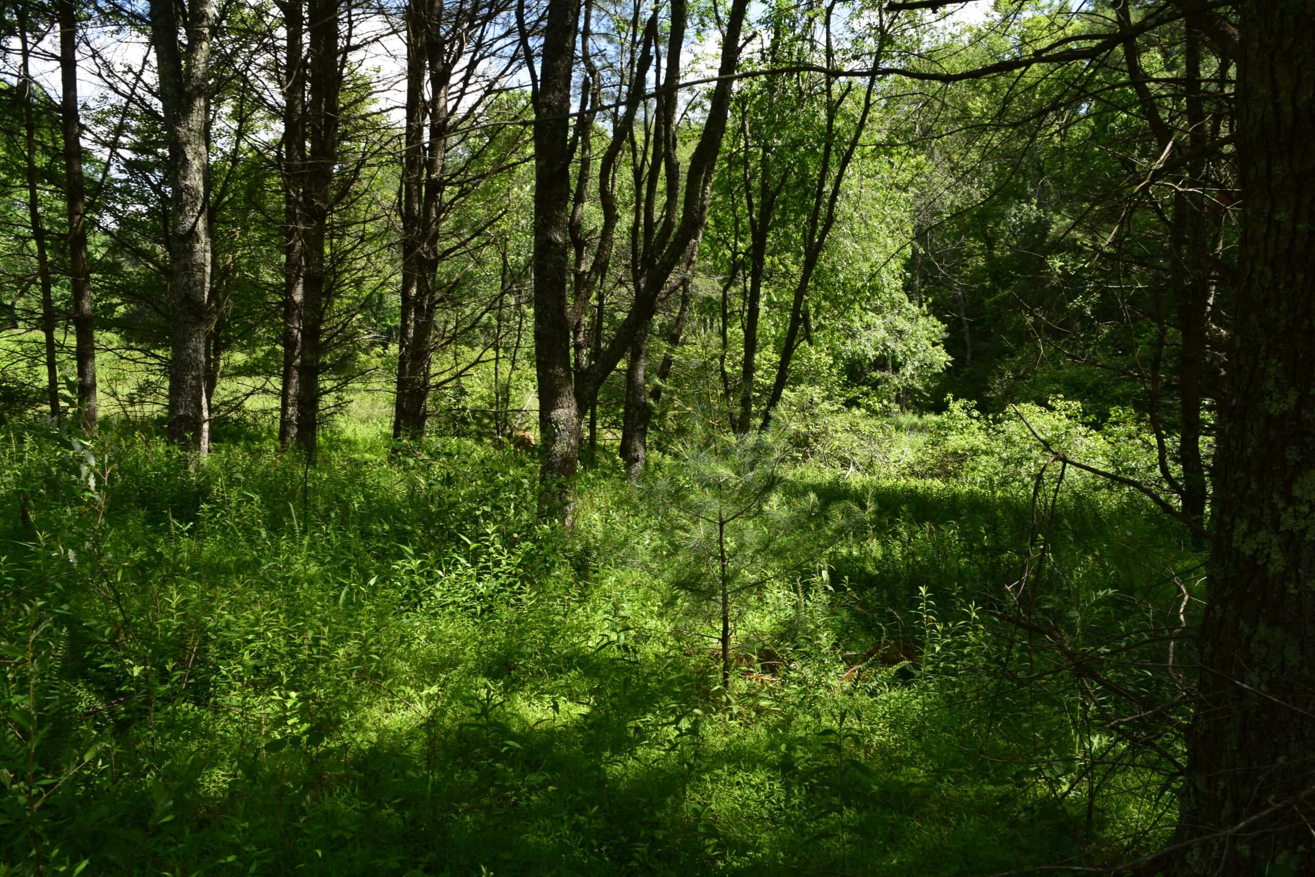 Wooded Land for Sale in Floyd VA